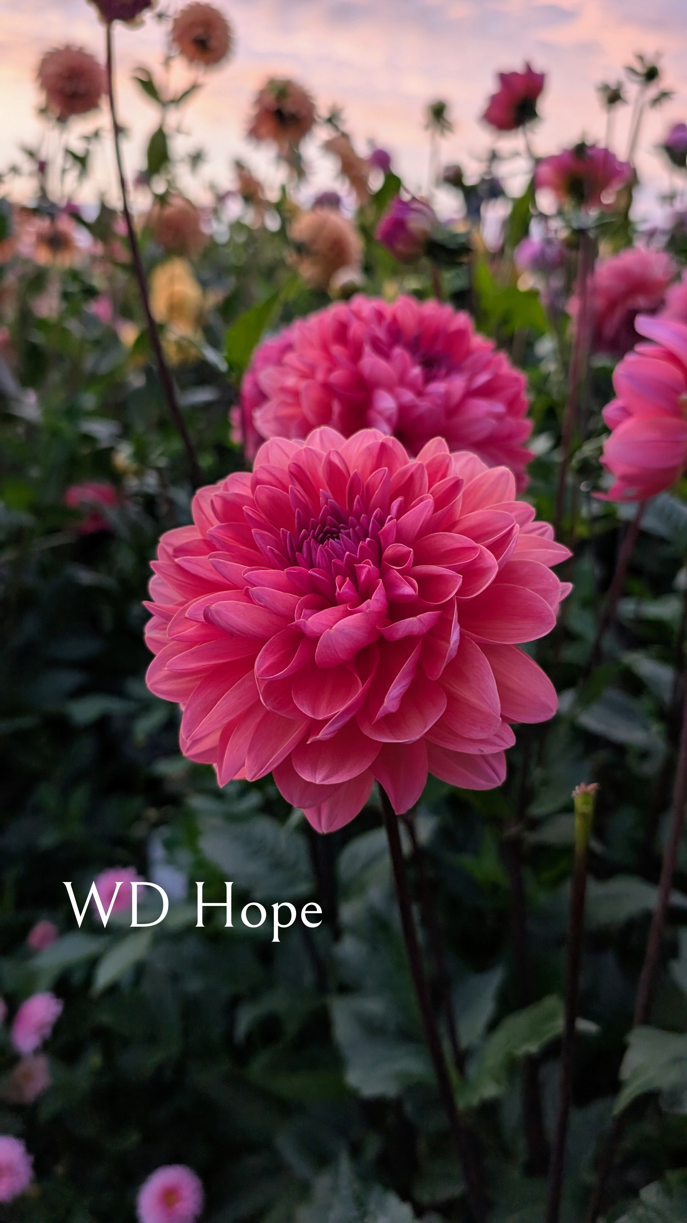Warwick Dahlias (WD) Hope