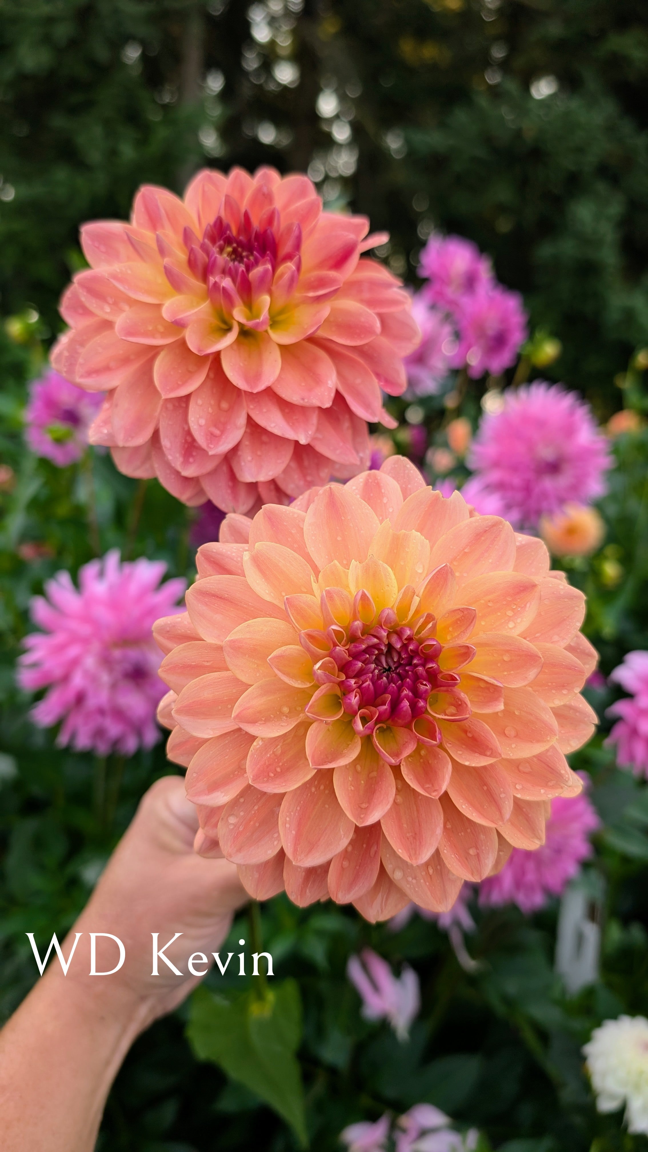 Warwick Dahlias (WD) Kevin