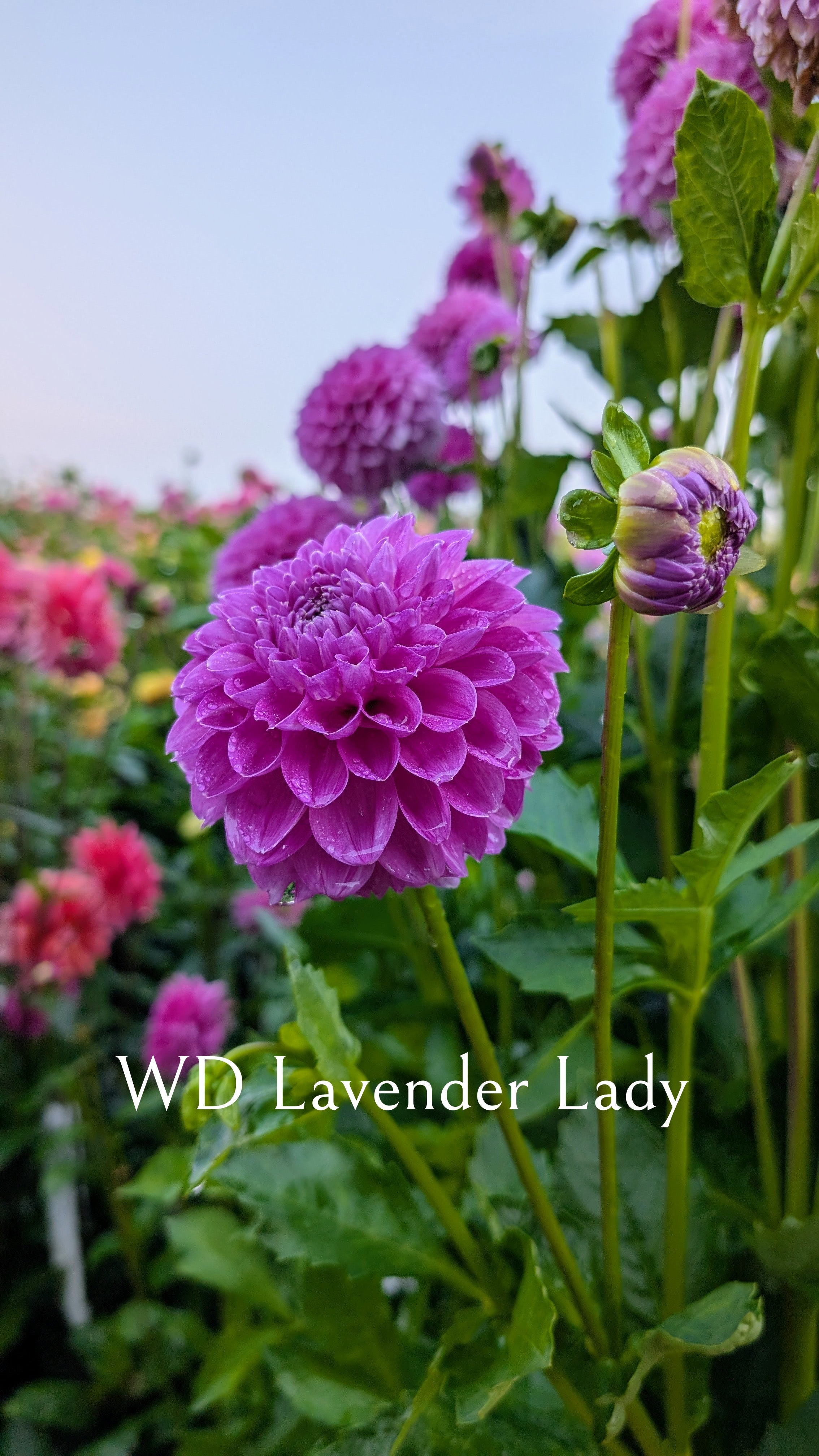 Warwick Dahlias (WD) Lavender Lady