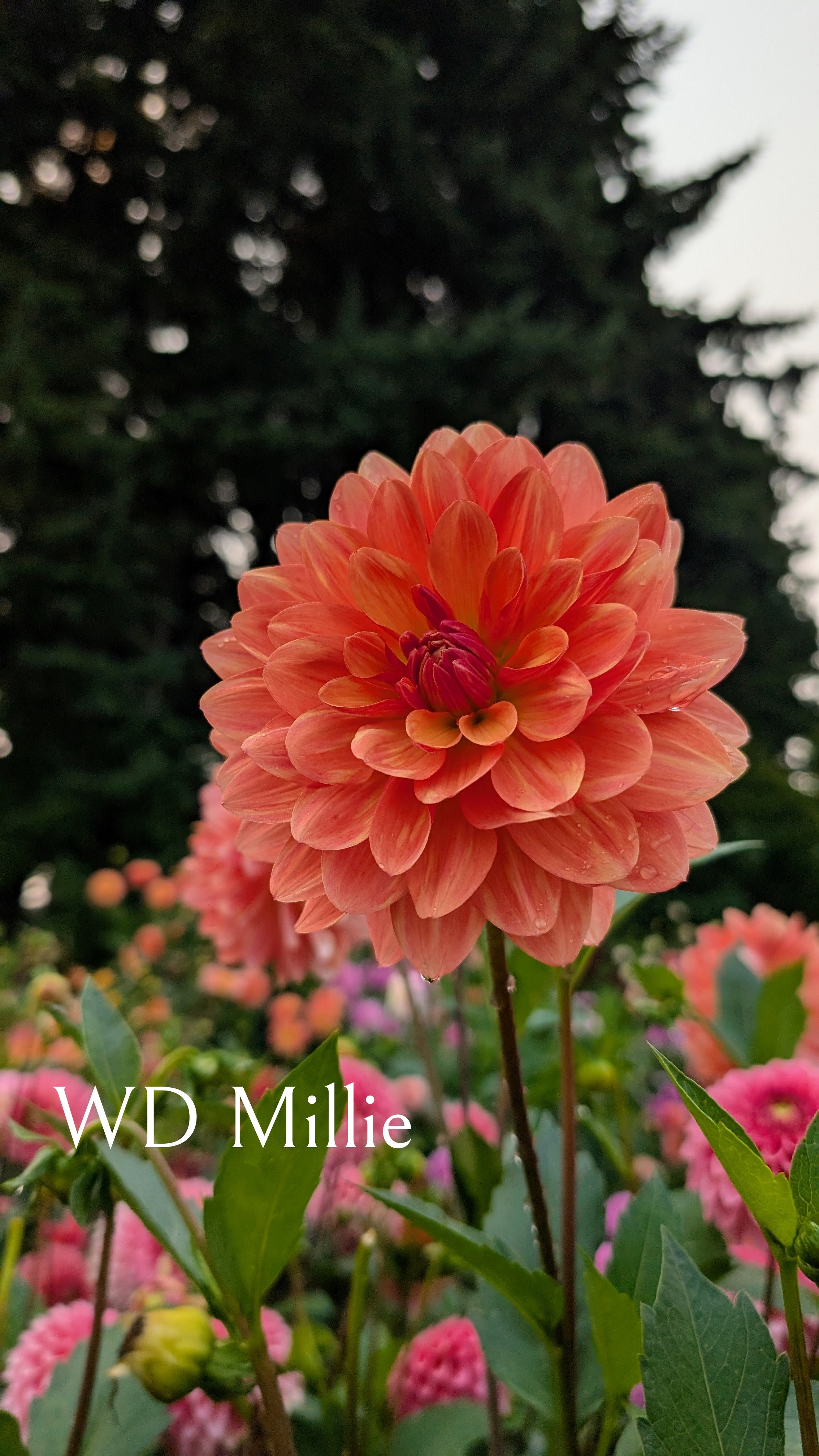 Warwick Dahlias (WD) Millie