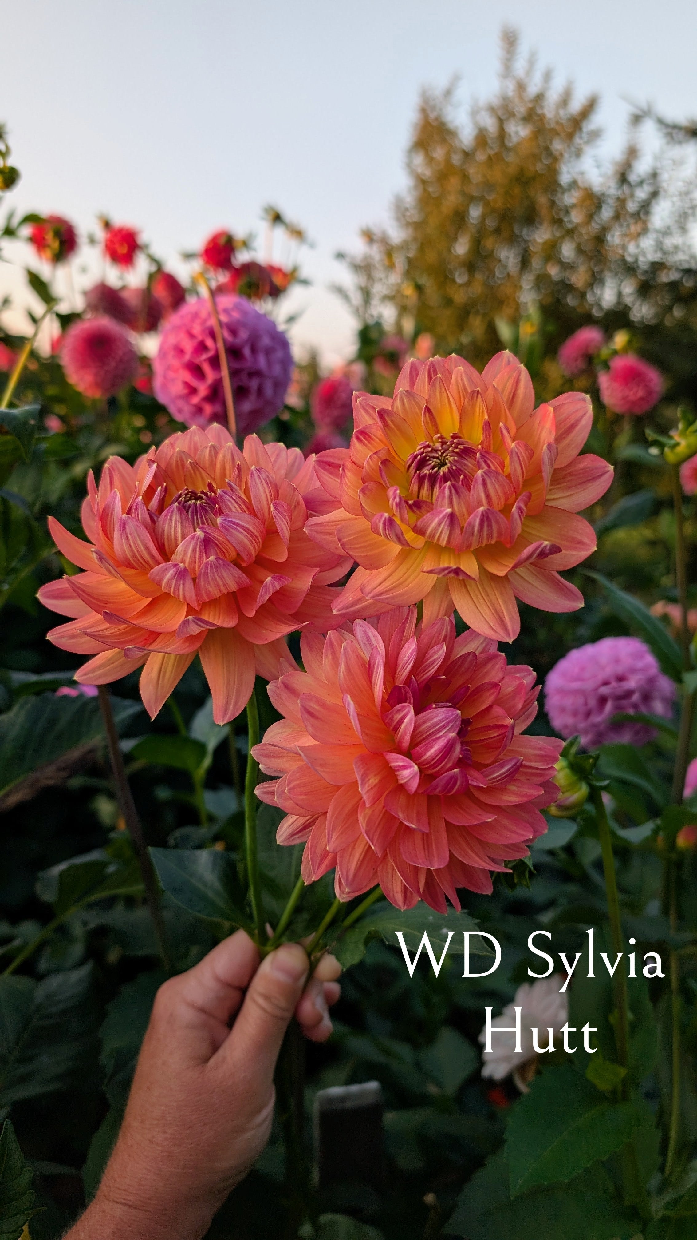 Warwick Dahlias (WD) Sylvia Hutt