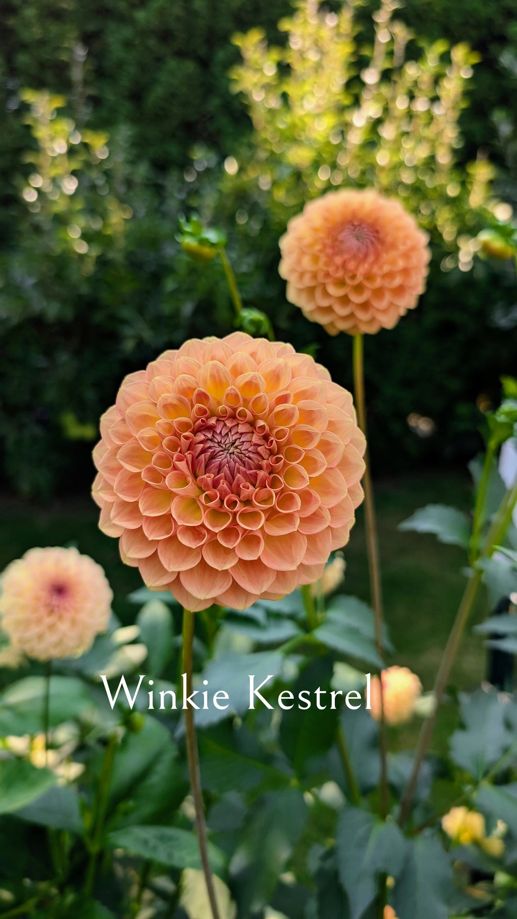 Winkie Kestrel