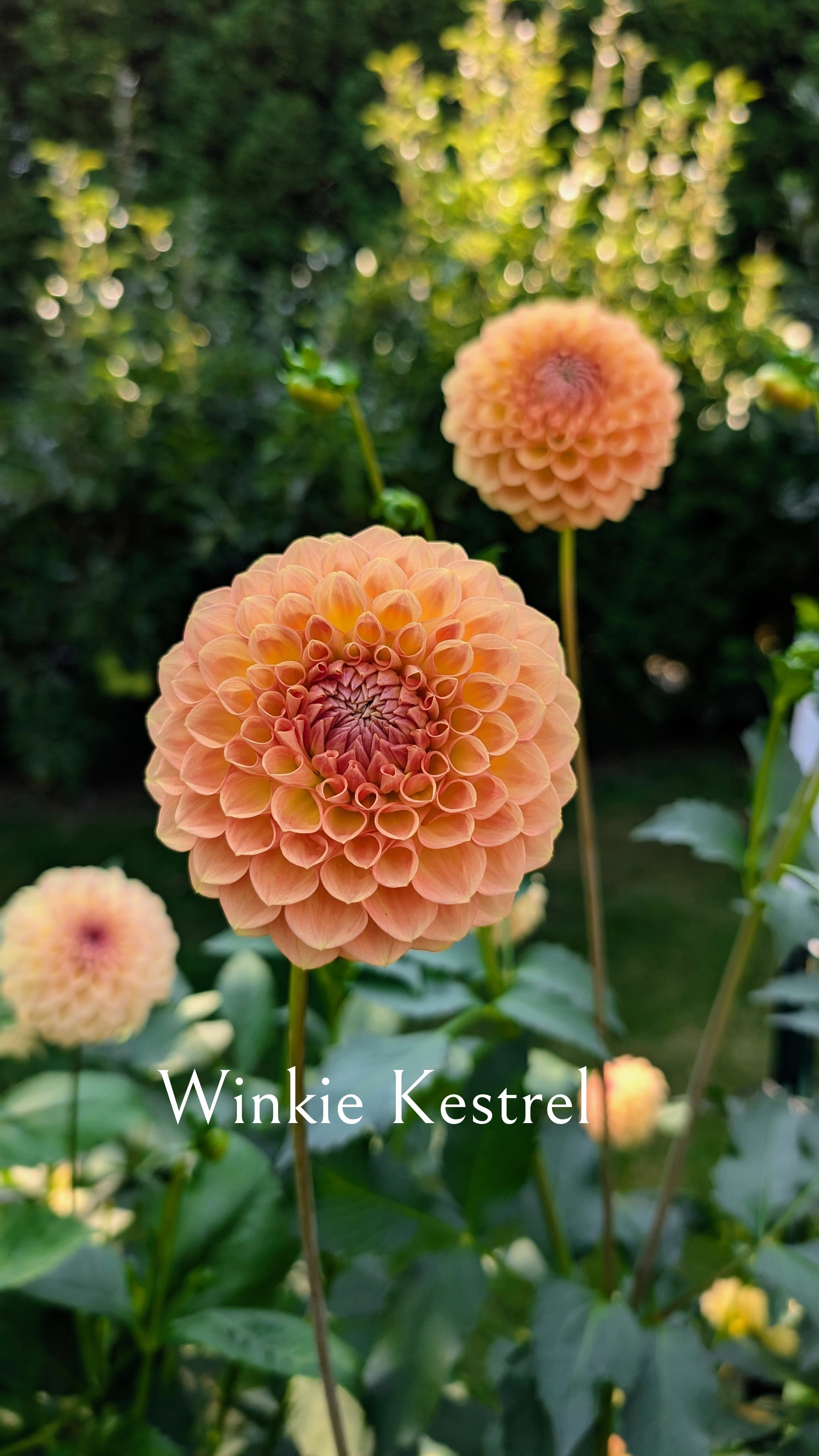 Winkie Kestrel