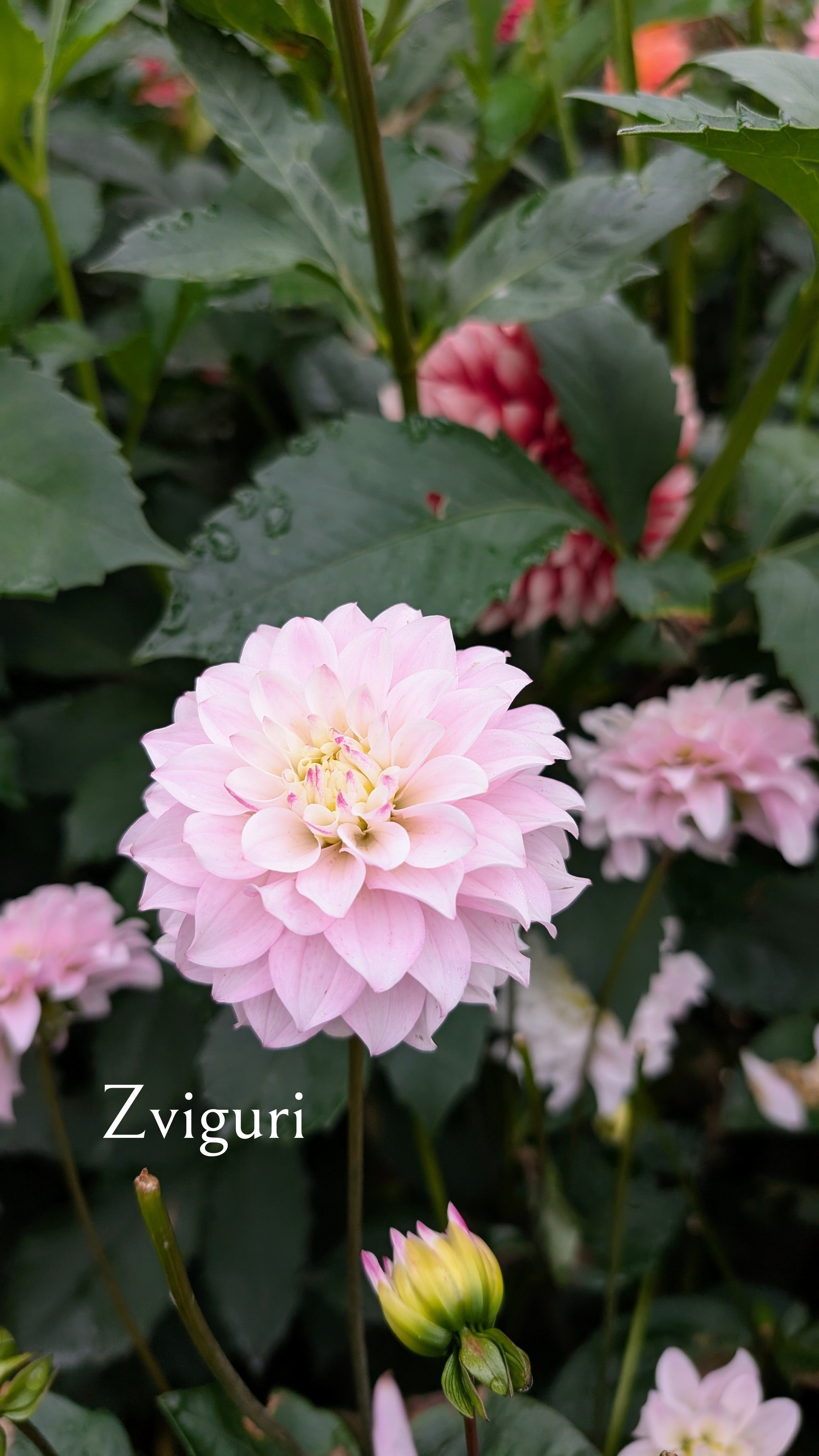 Zviguri