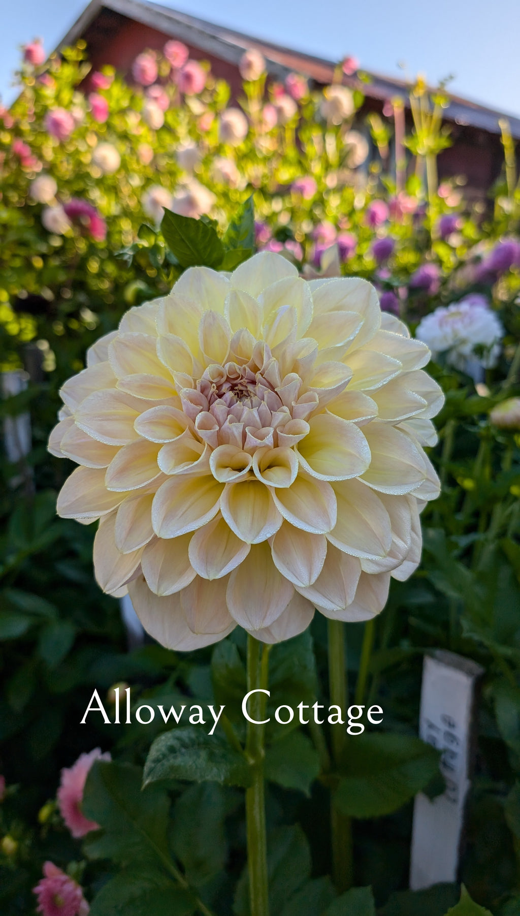 Alloway Cottage