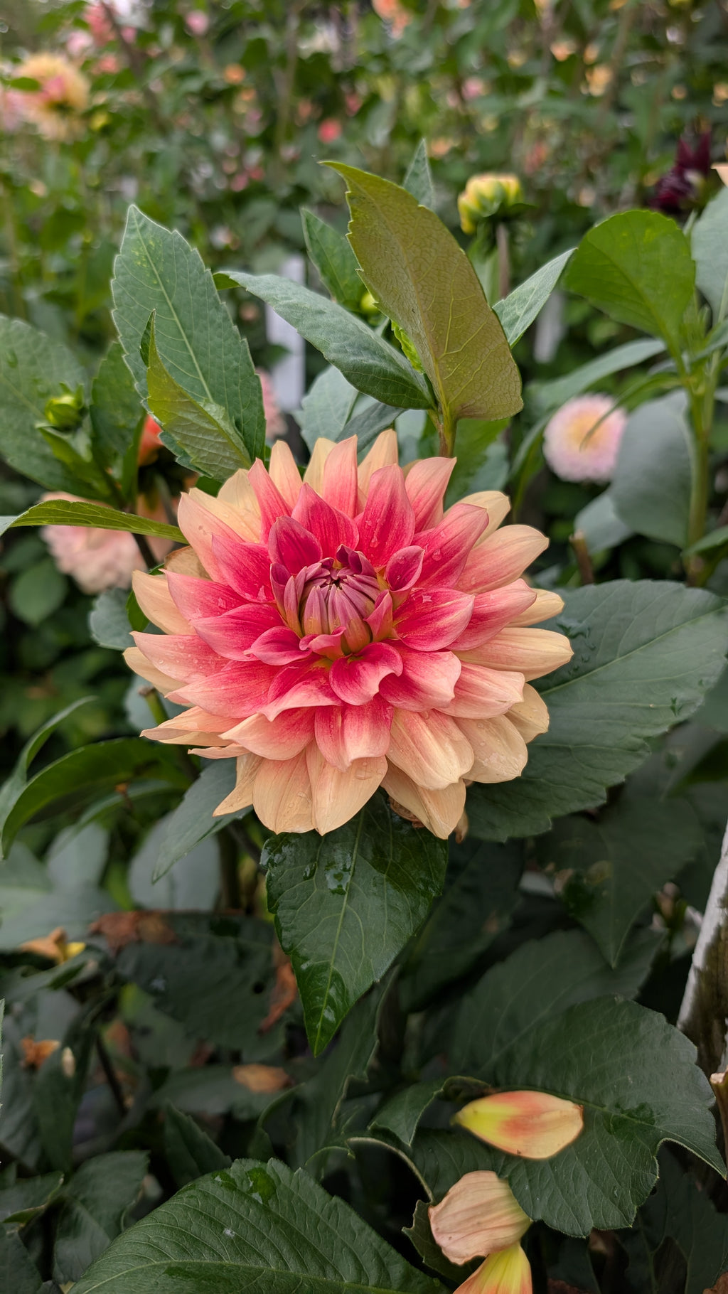 ALOA Calypso