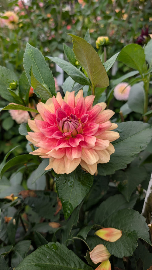 ALOA Calypso