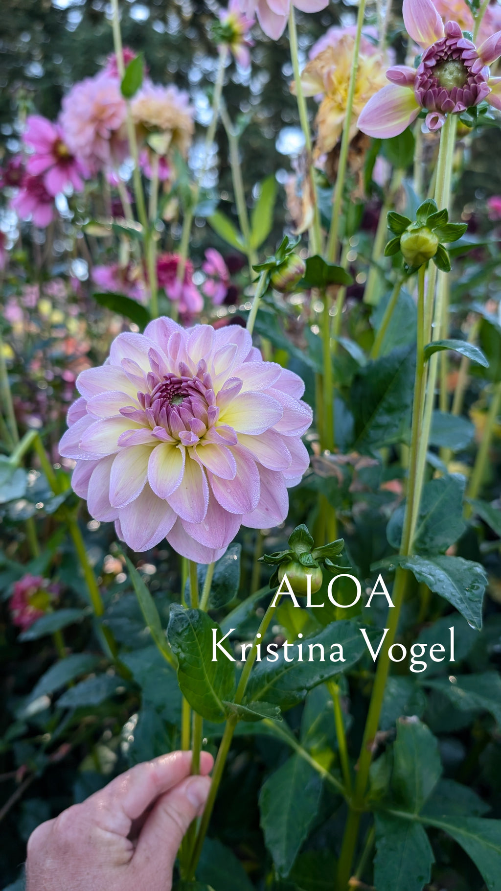 ALOA Kristina Vogel