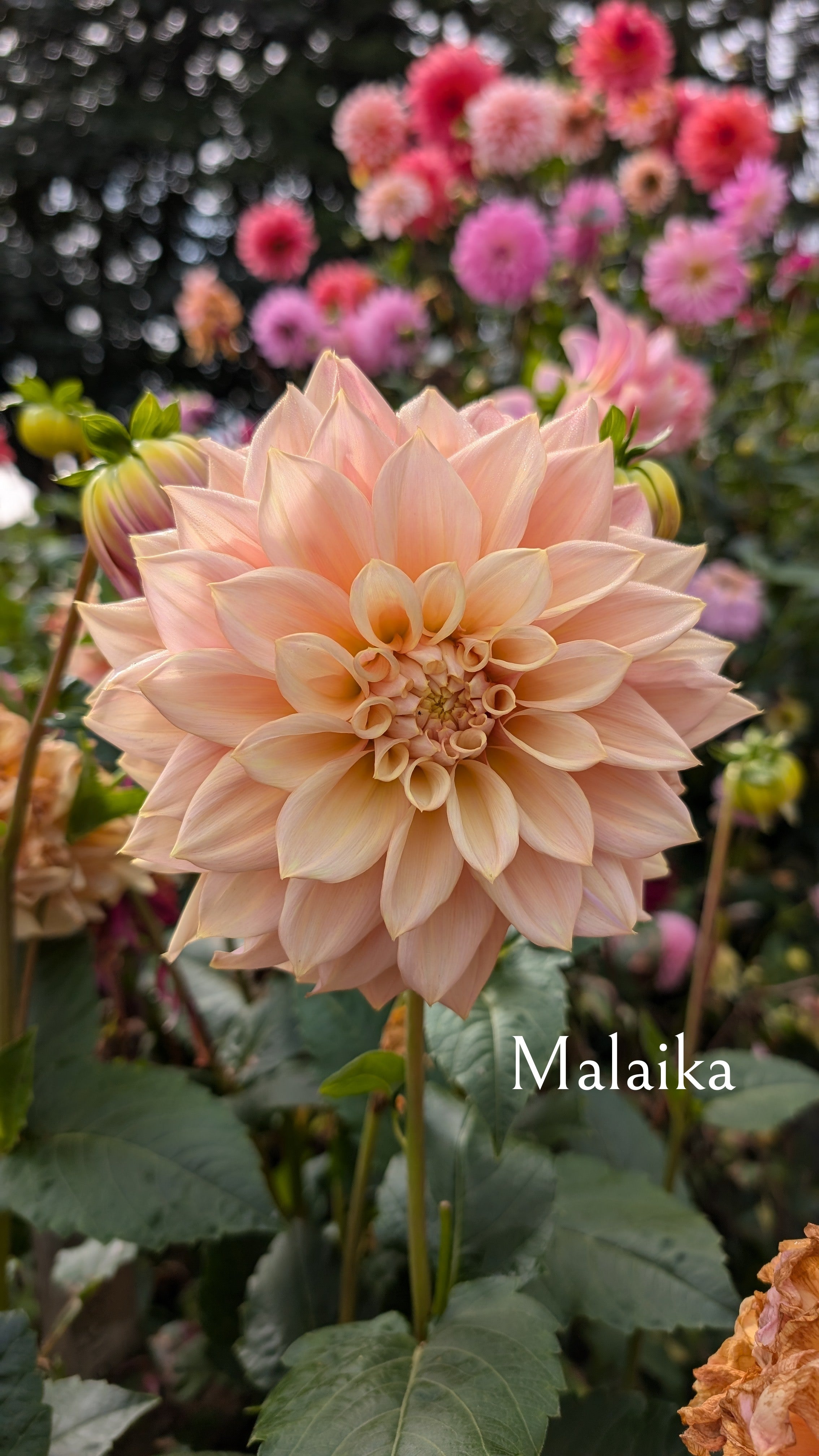 ALOA Malaika