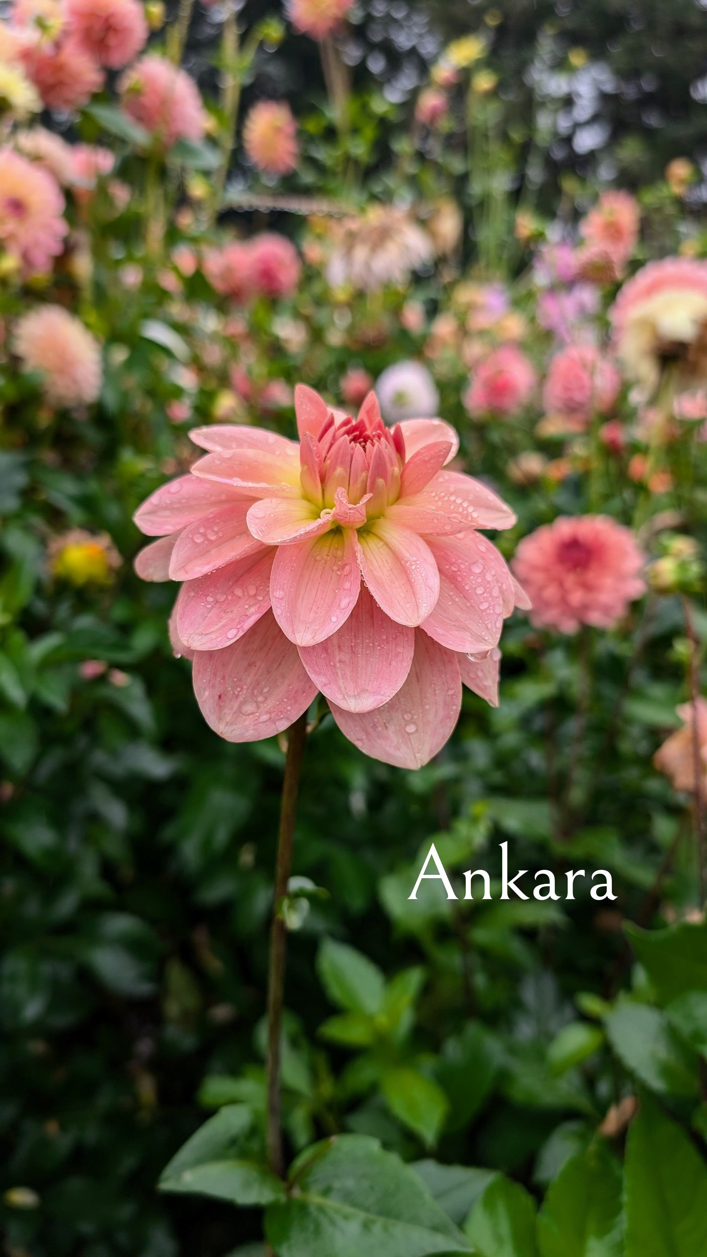Ankara