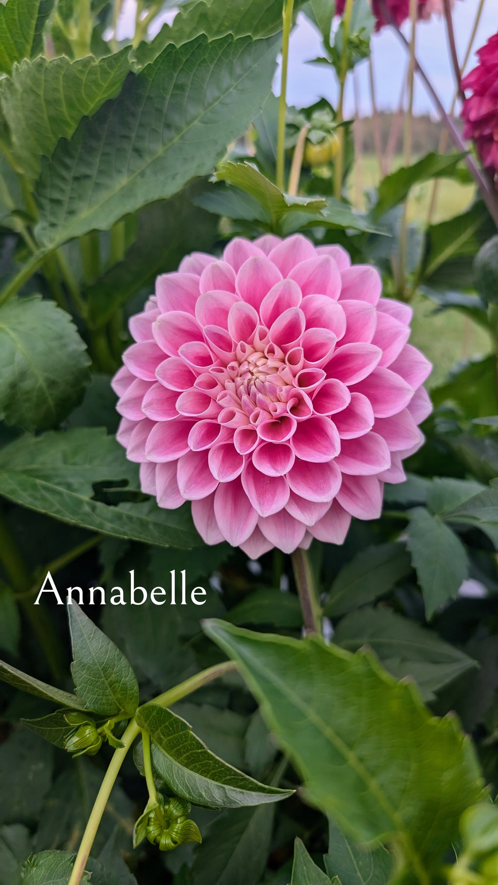 Annabelle