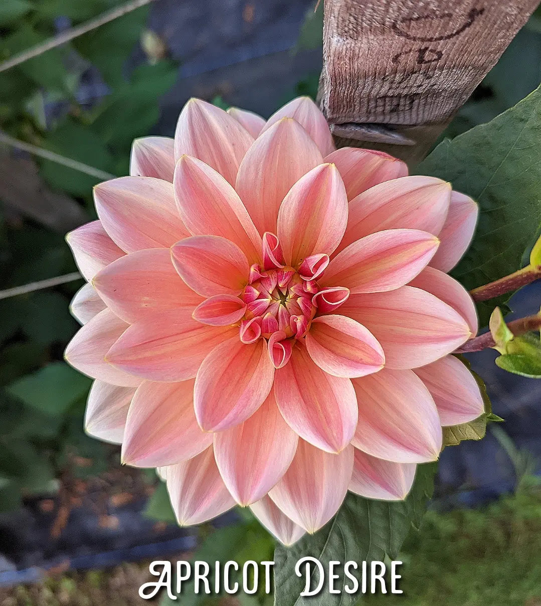 Apricot Desire