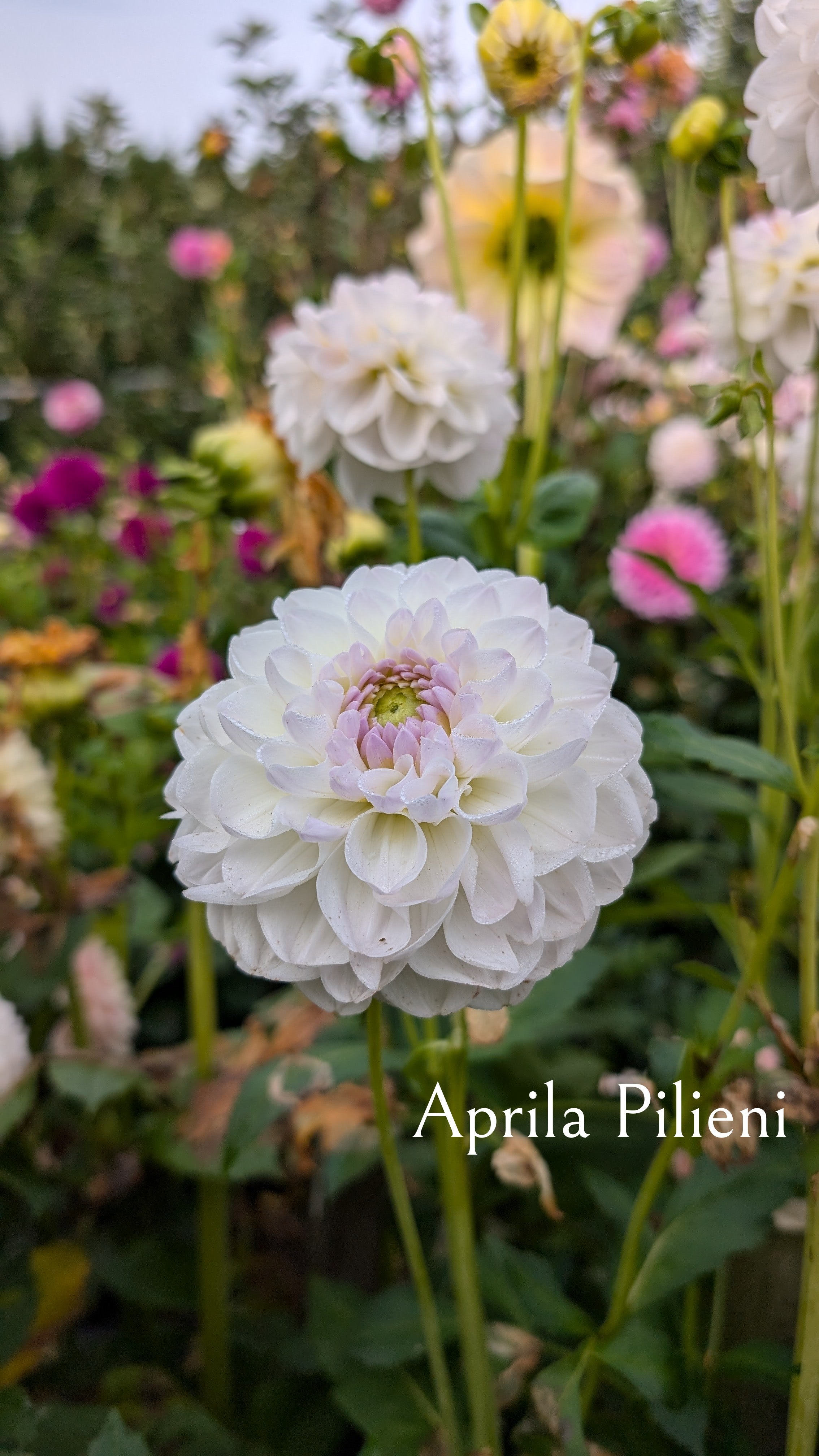 Aprila Pilieni