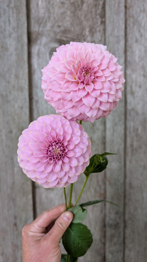 Araluen Leatrice