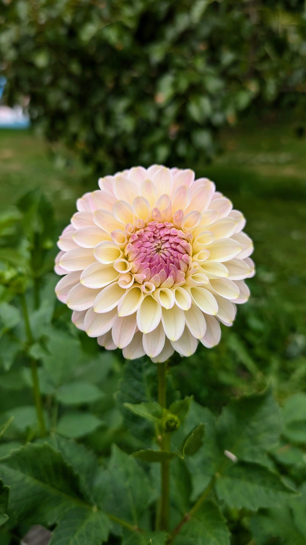 Arnside Rose