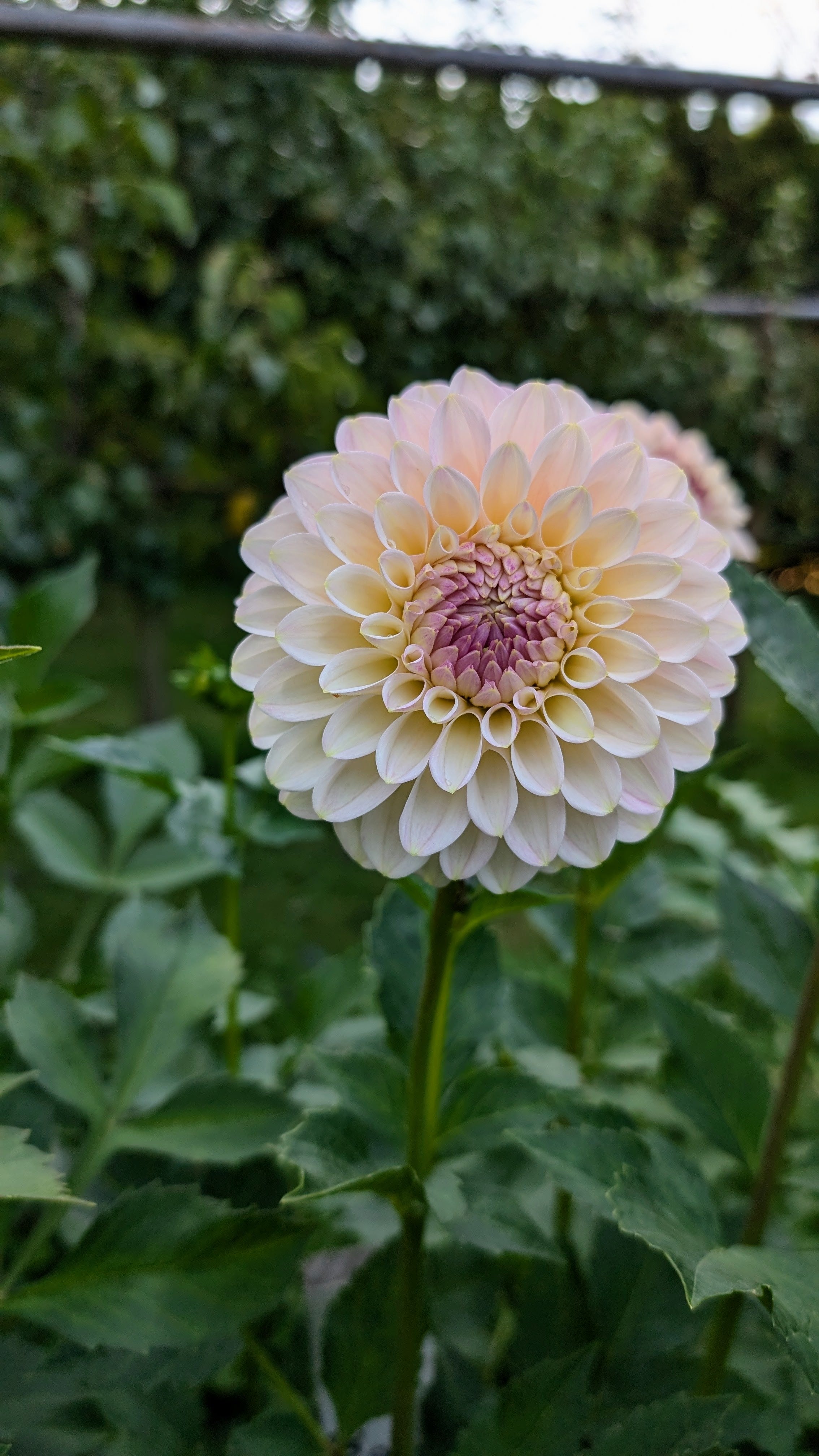 Arnside Rose