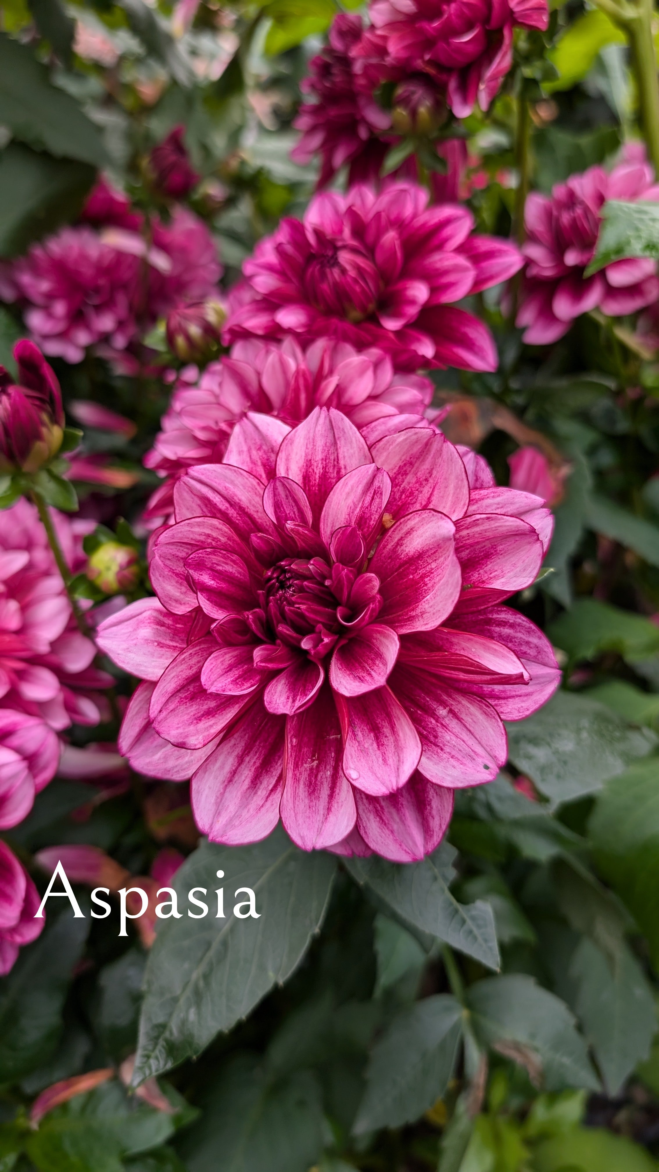 Aspasia