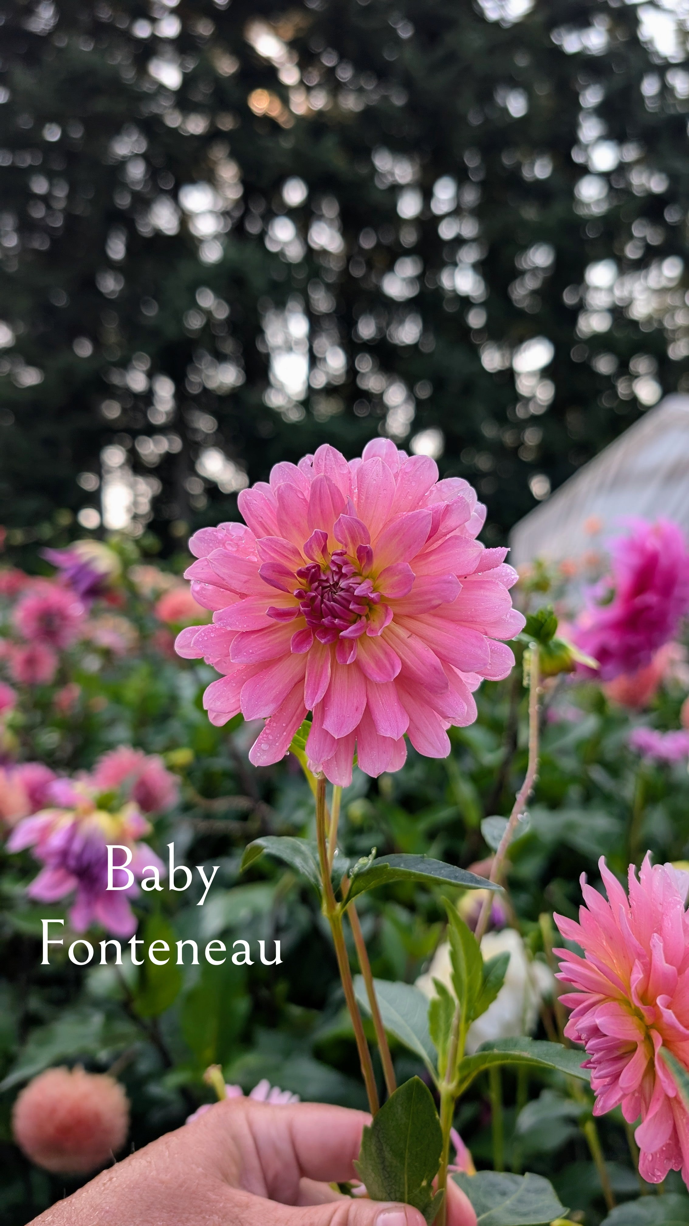 Baby Fonteneau