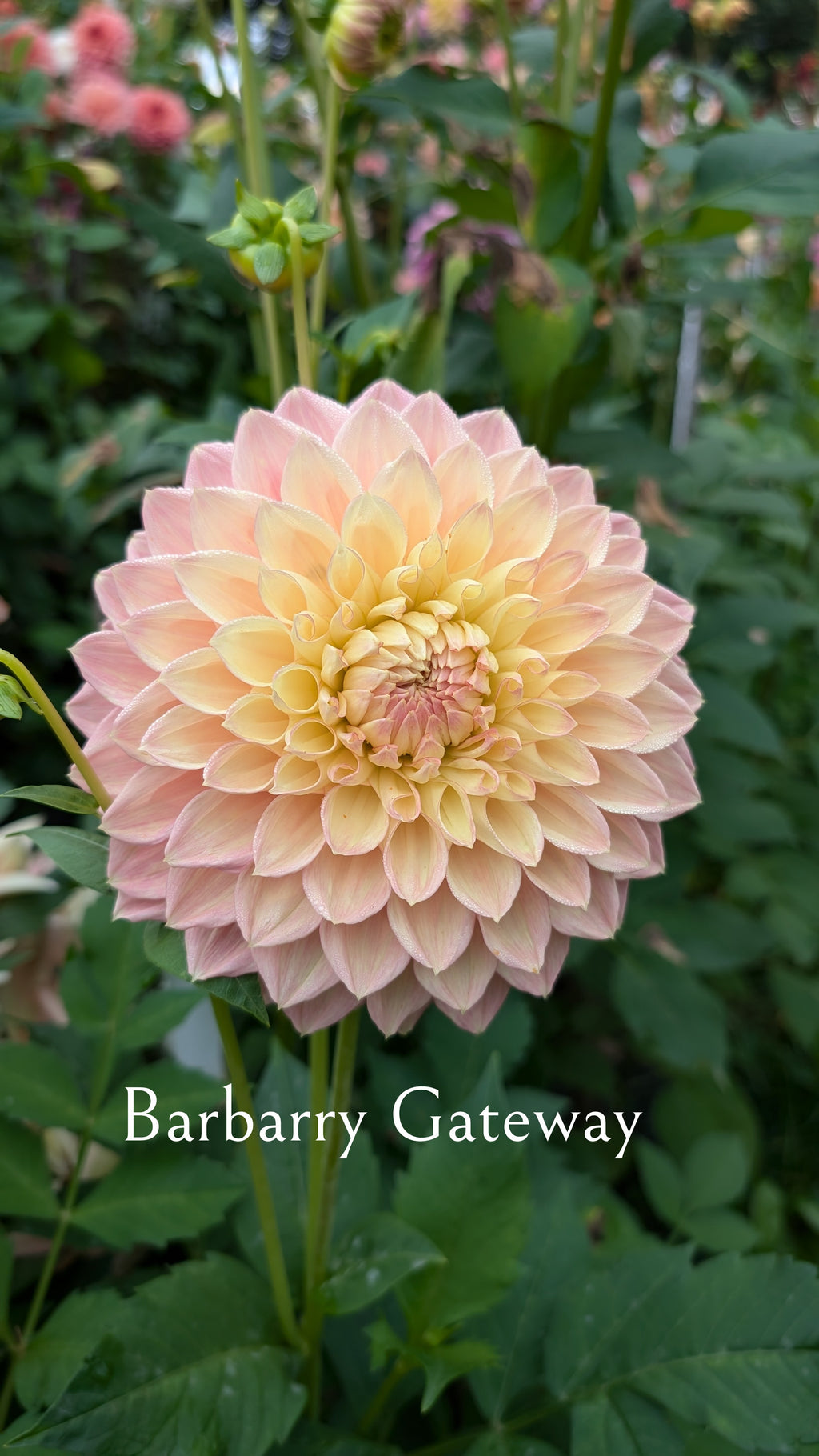 Barbarry Gateway