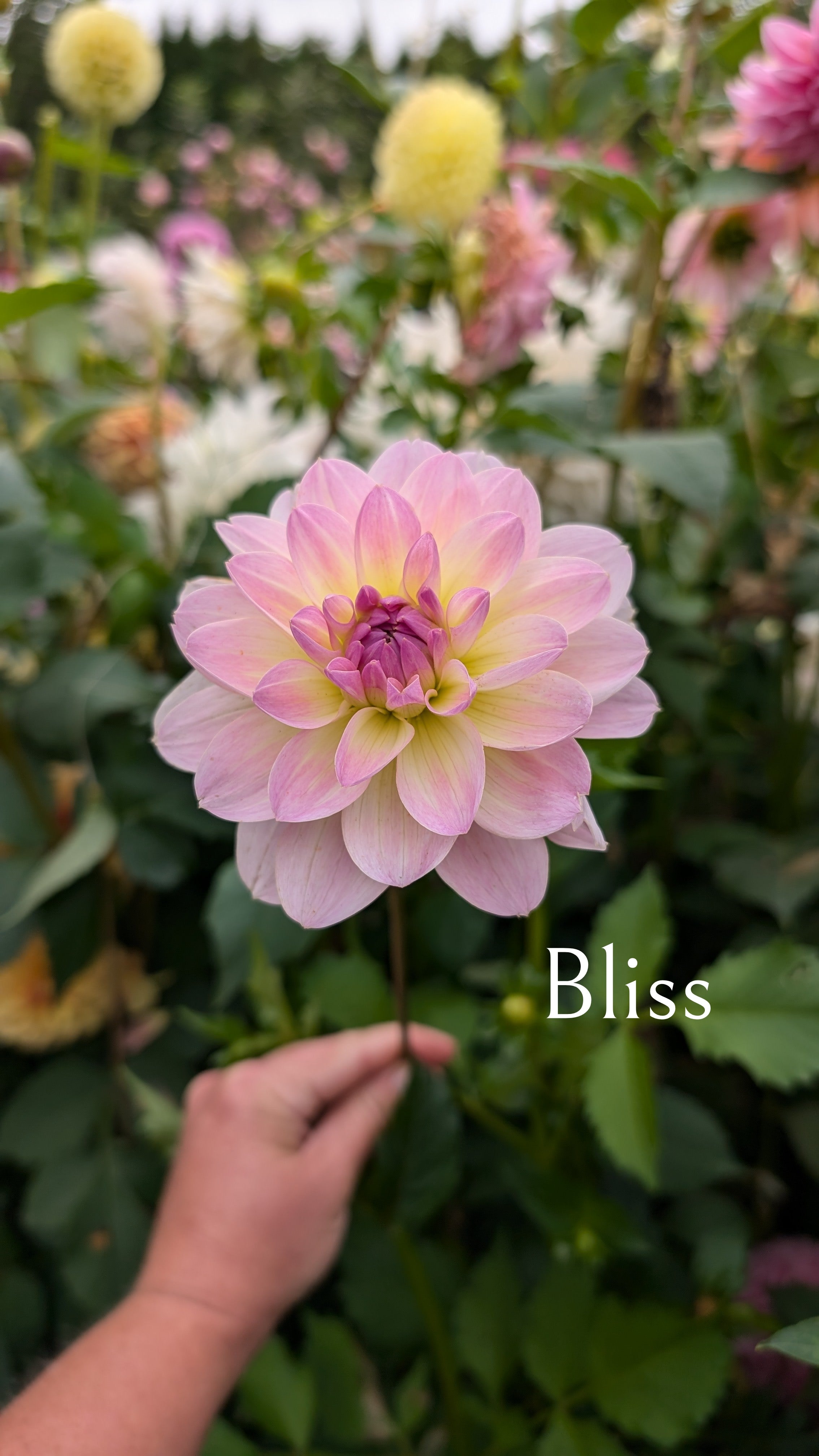 Bliss
