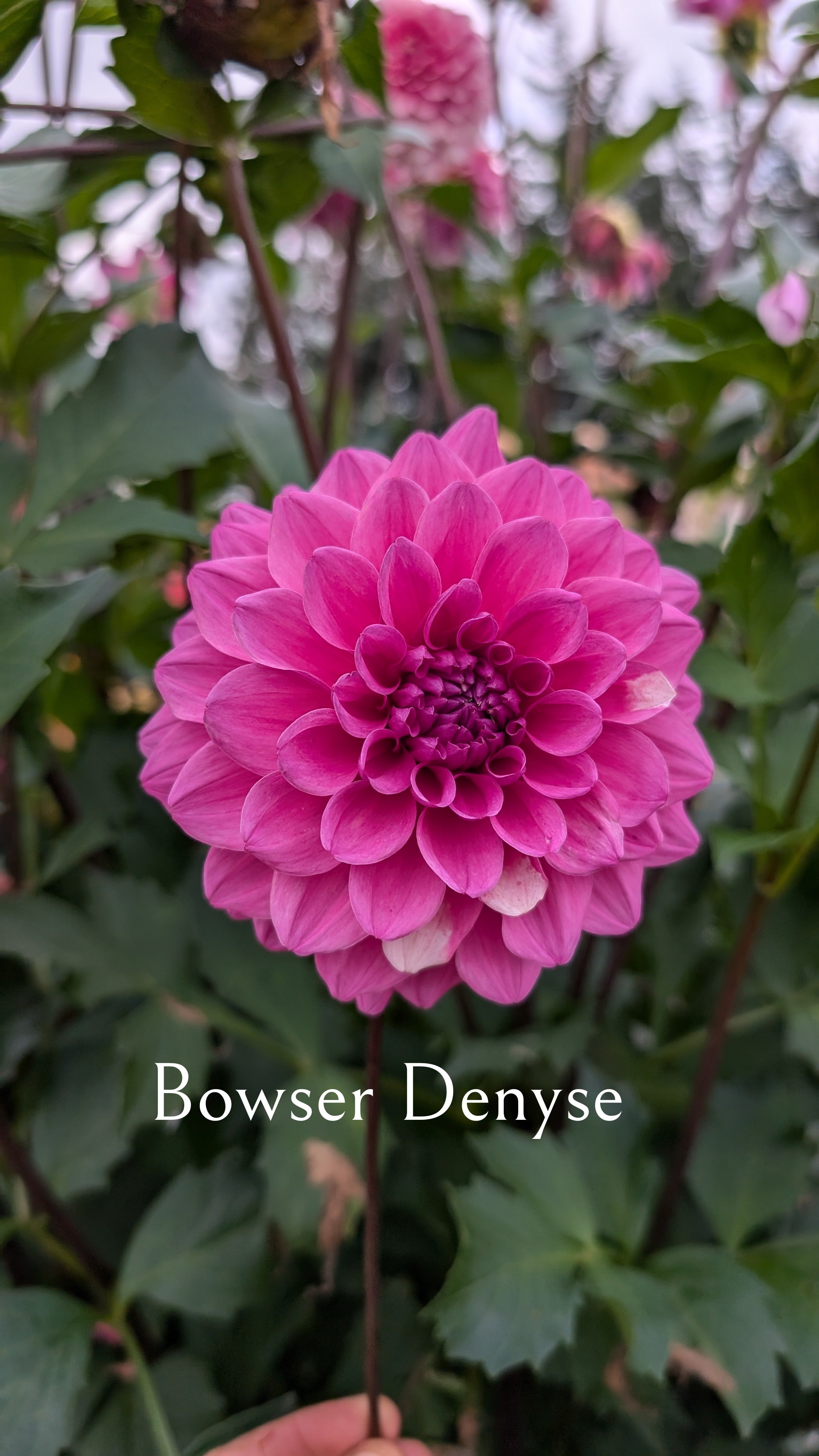 Bowser Denyse