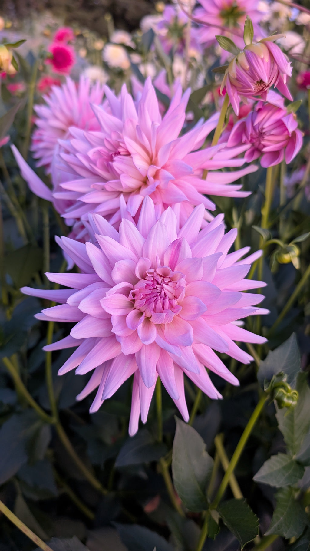Bloomquist Coral