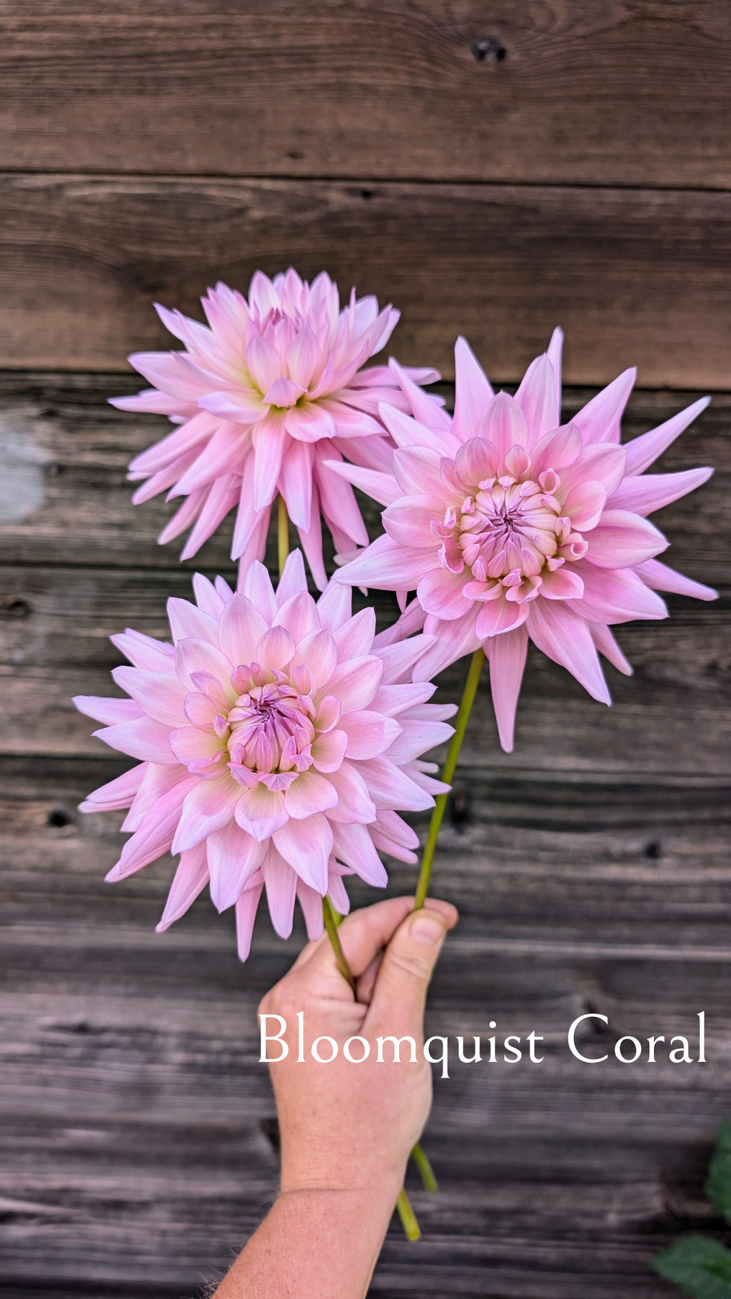Bloomquist Coral