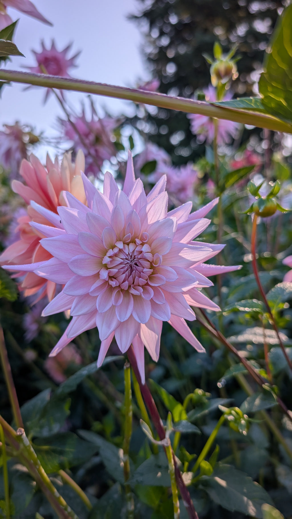 Bloomquist Coral