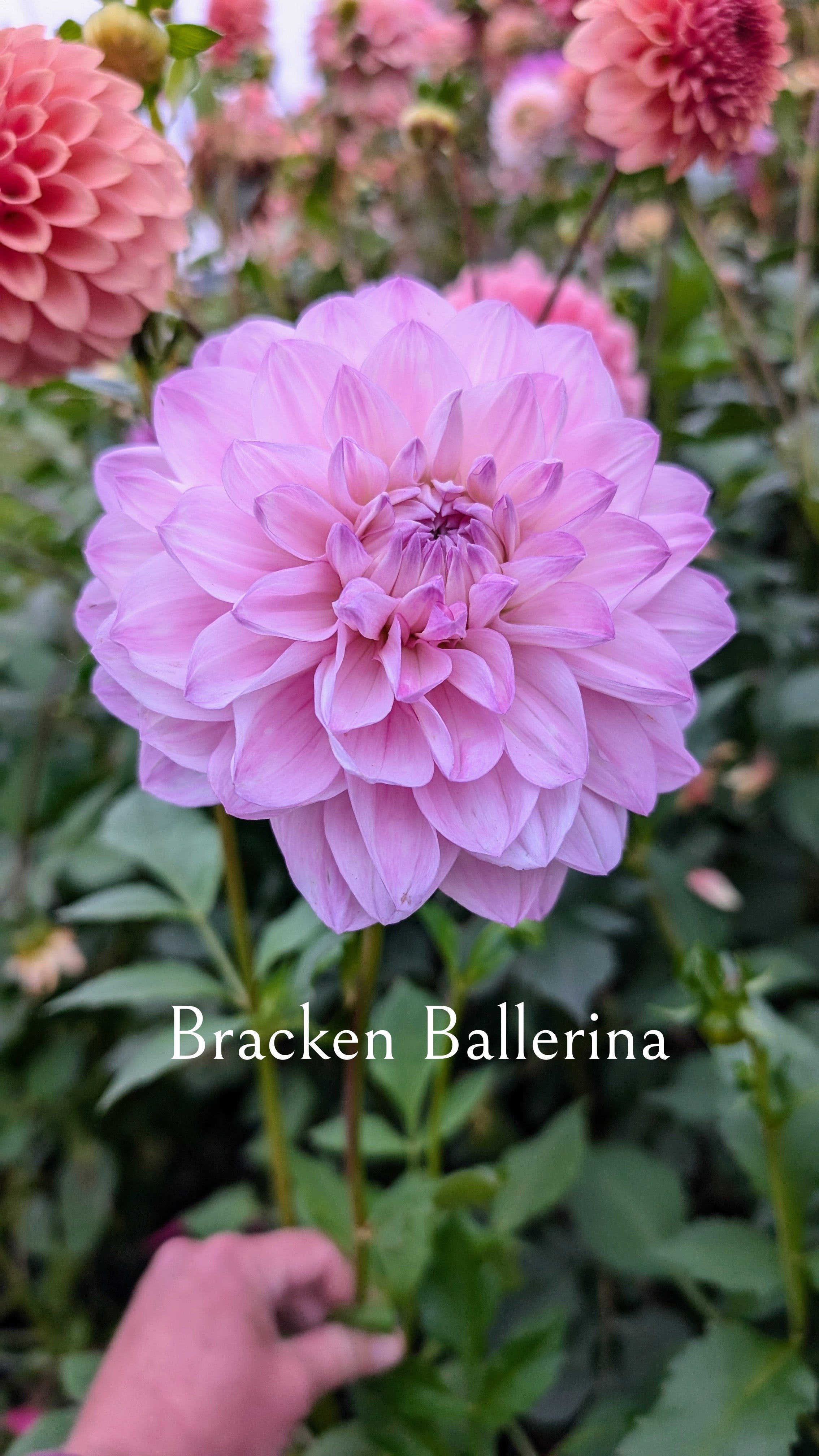 Bracken Ballerina