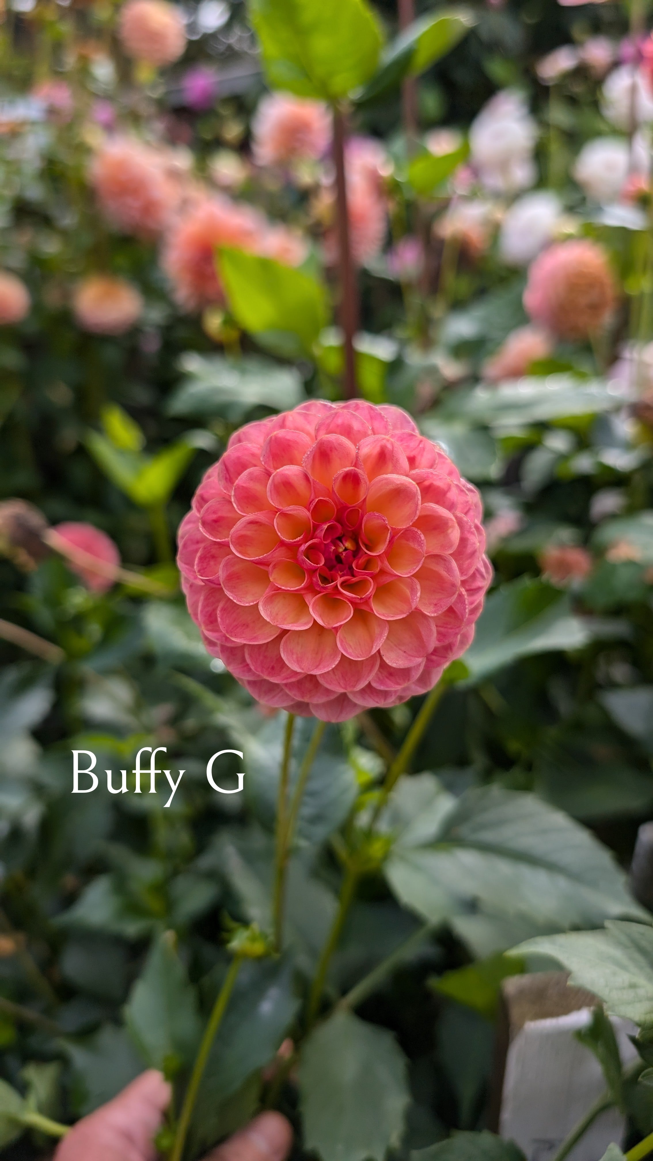 Buffy G
