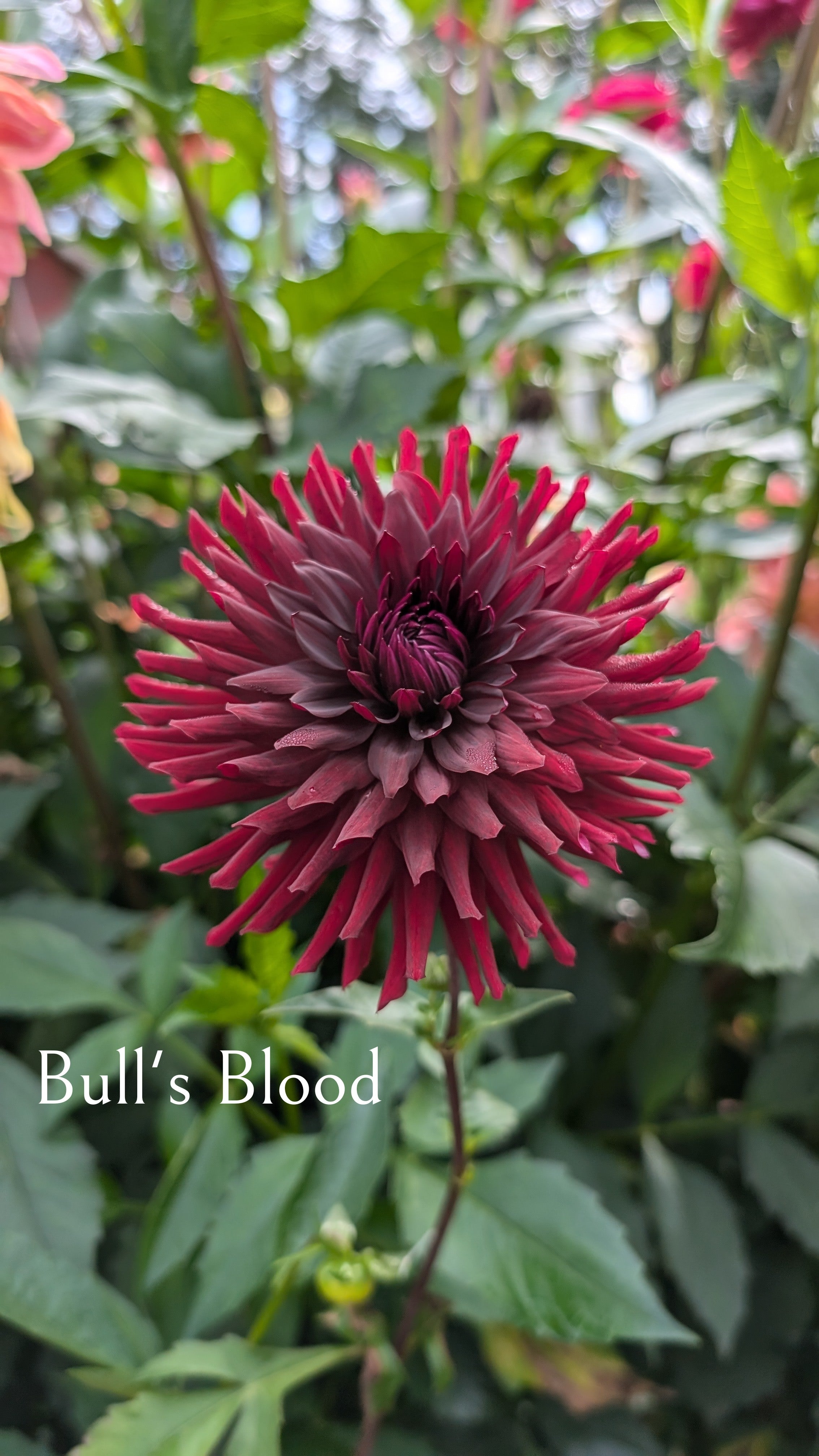 Bull's Blood