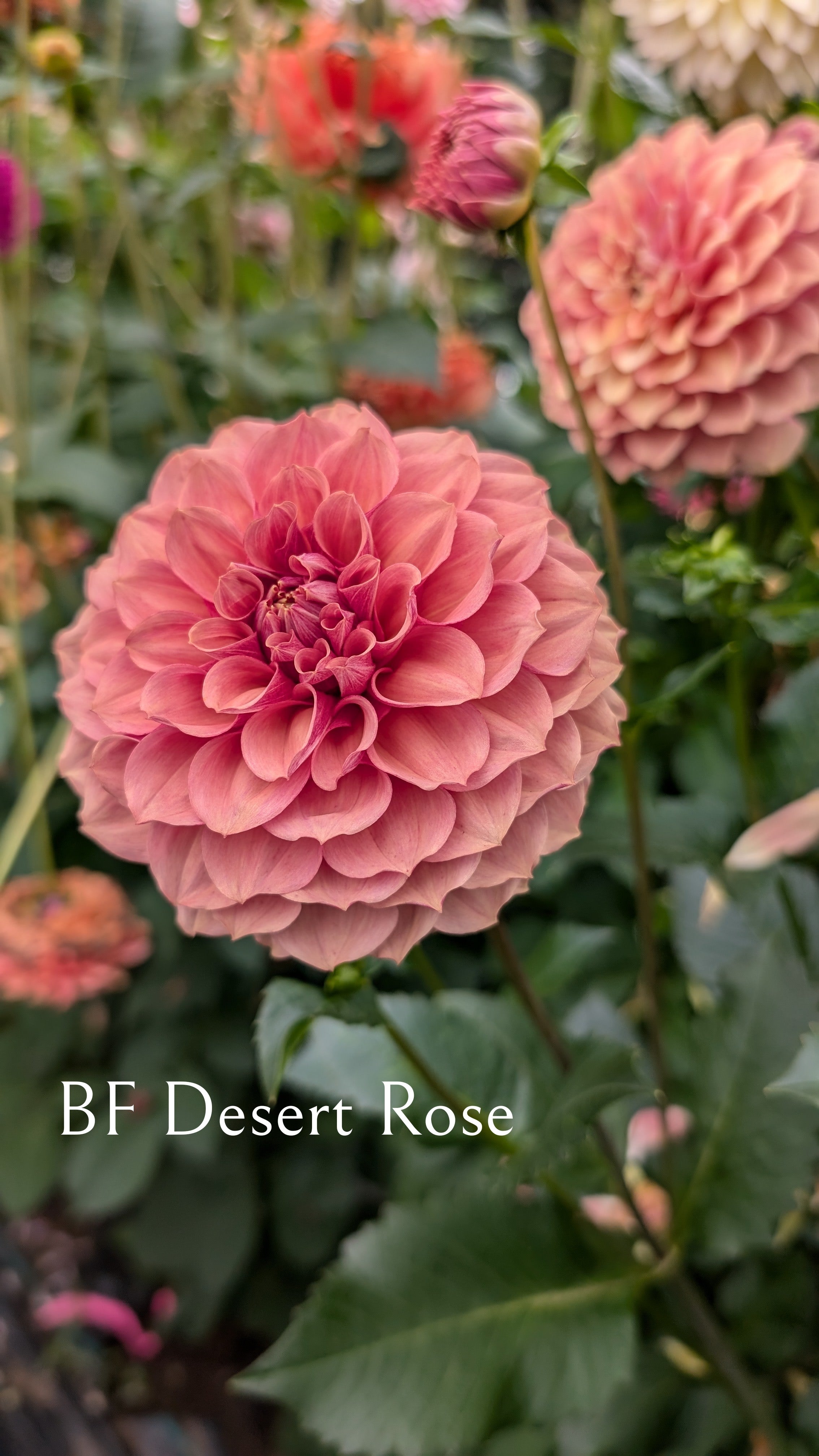 Burfoot Desert Rose