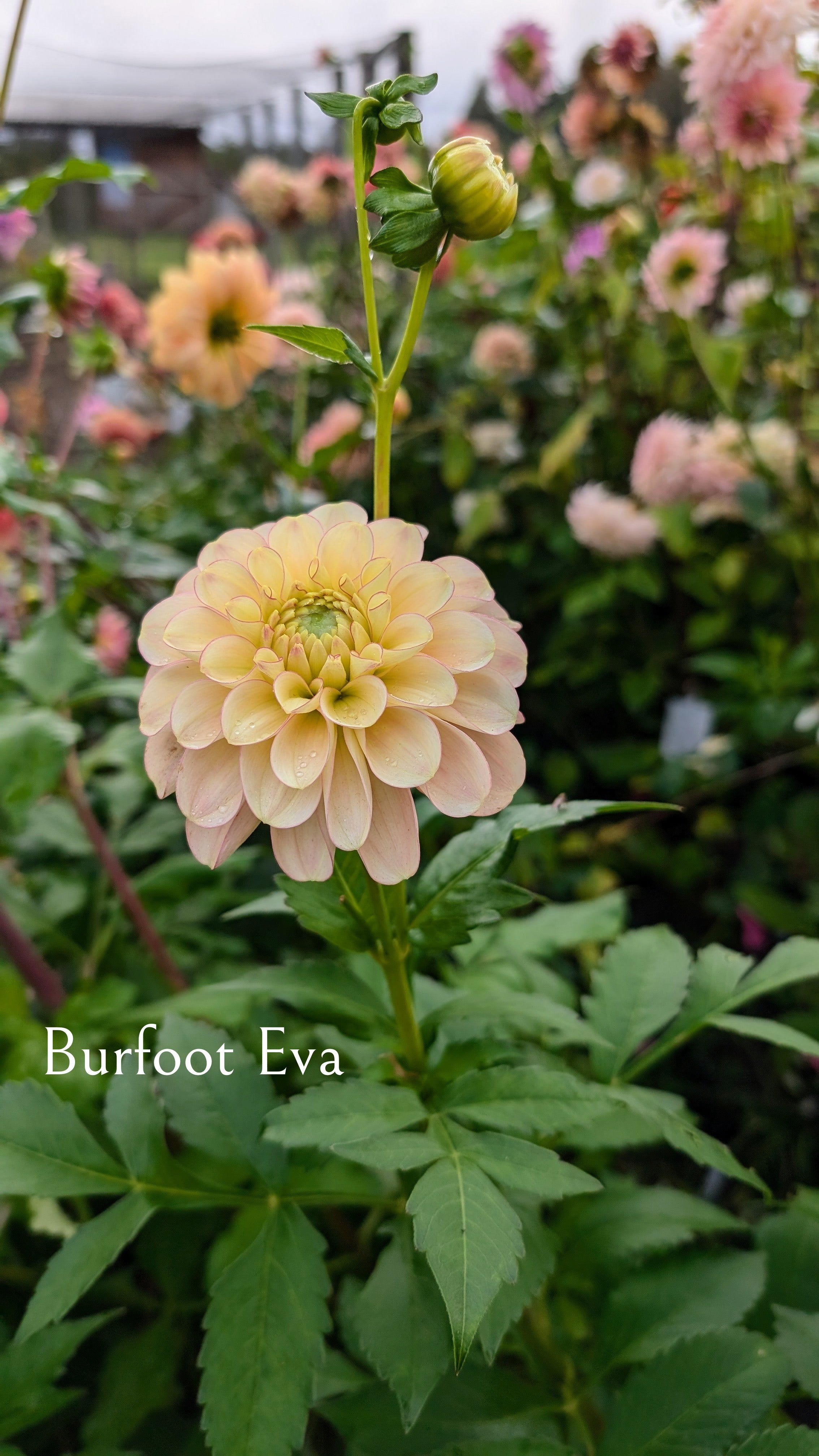 Burfoot Eva