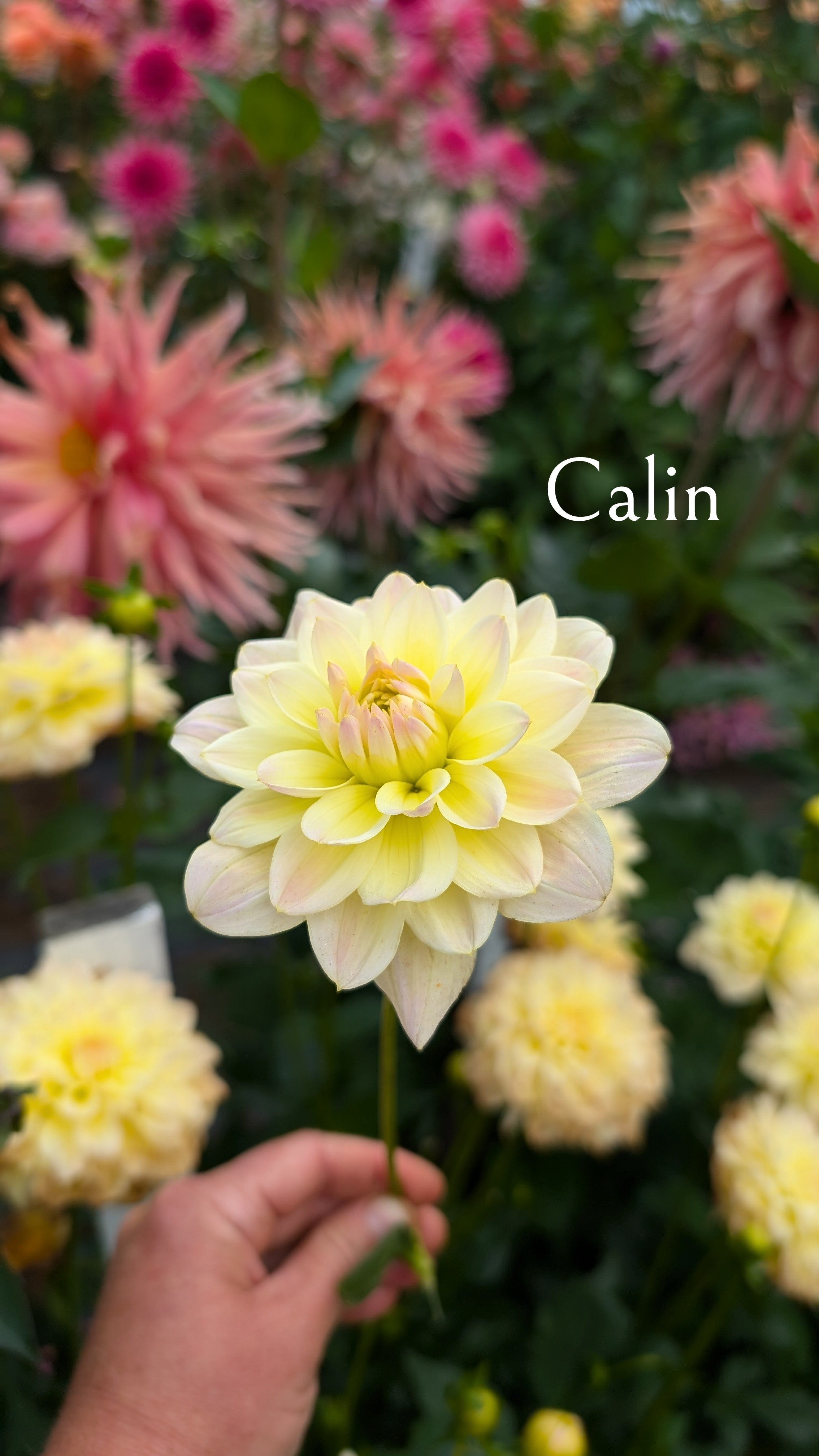 Calin