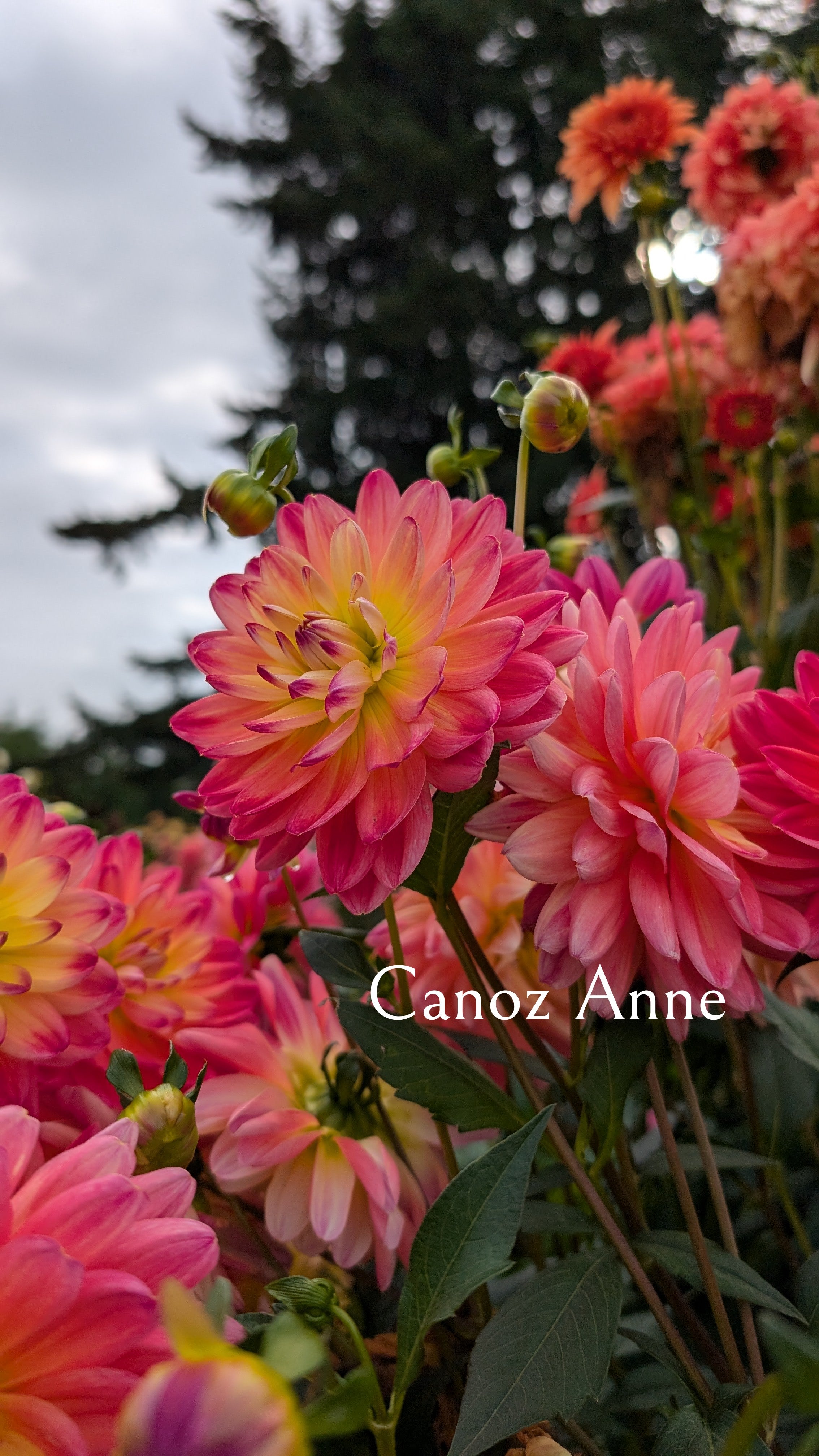 Canoz Anne