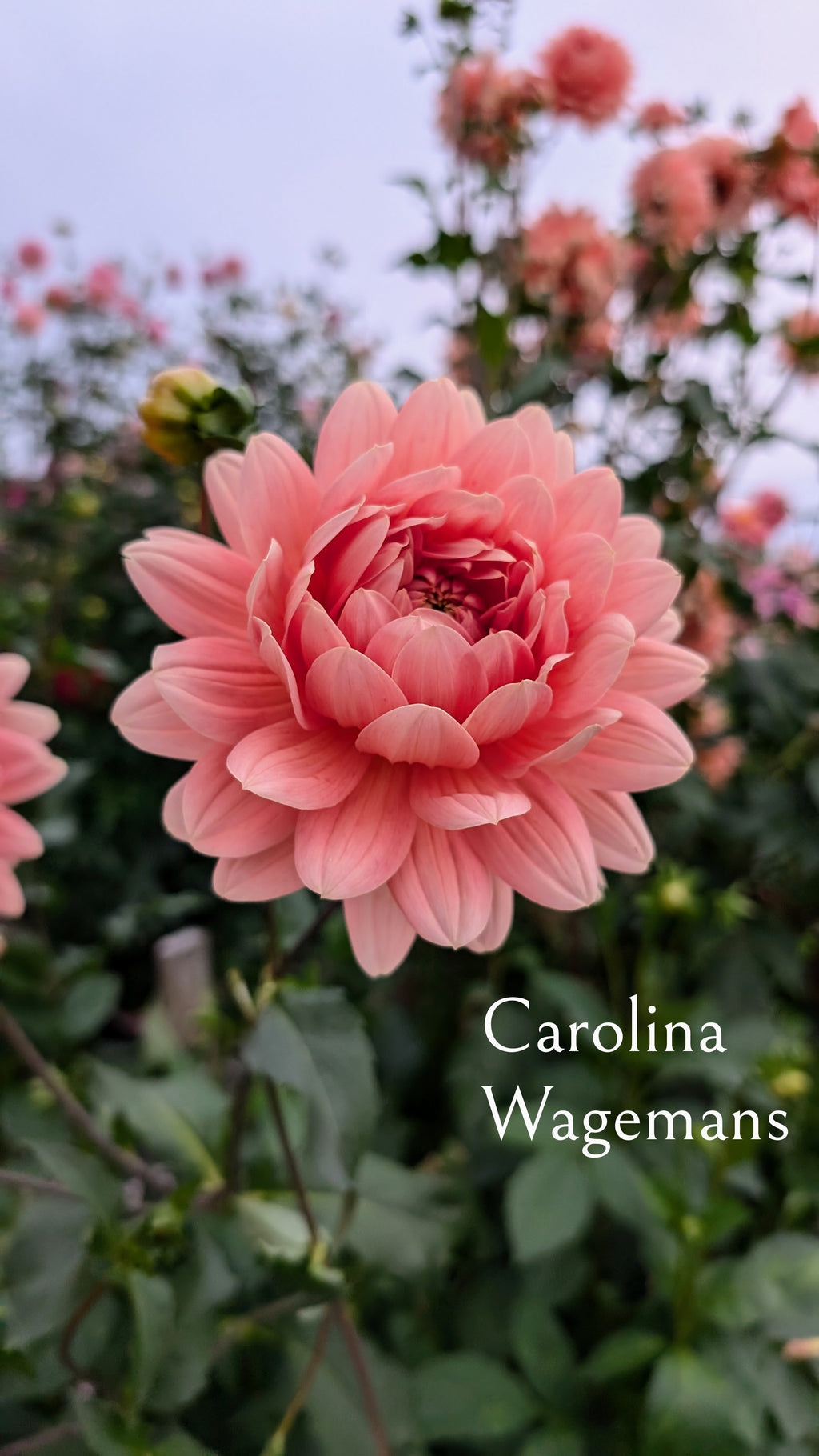 Carolina Wagemans