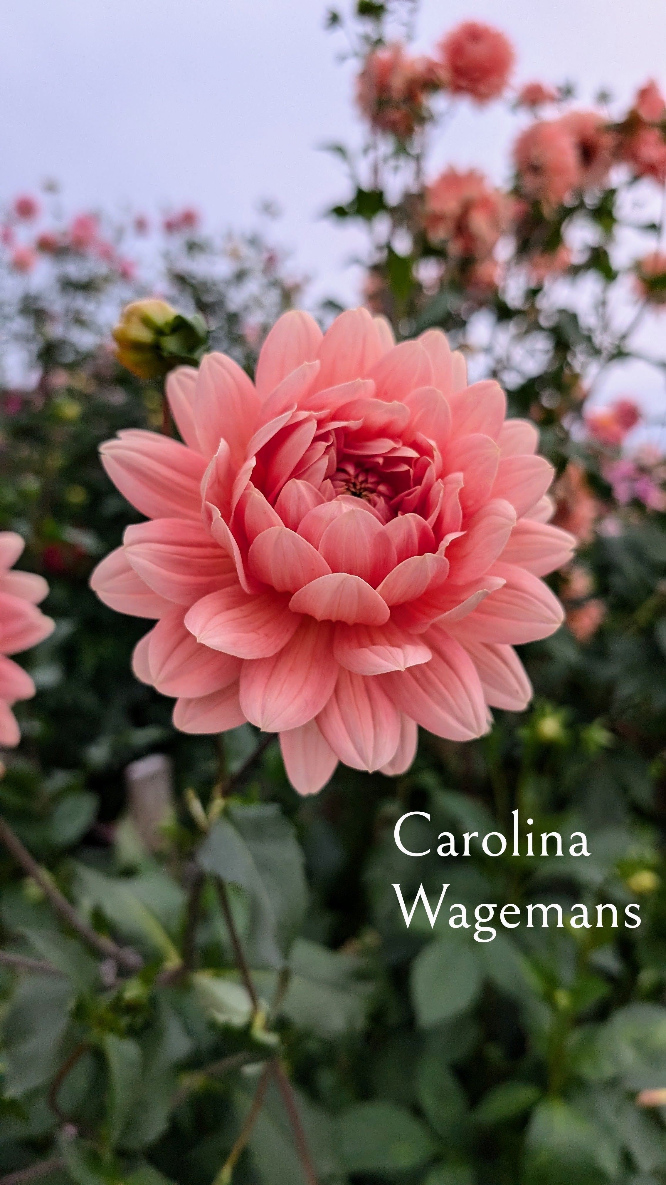 Carolina Wagemans