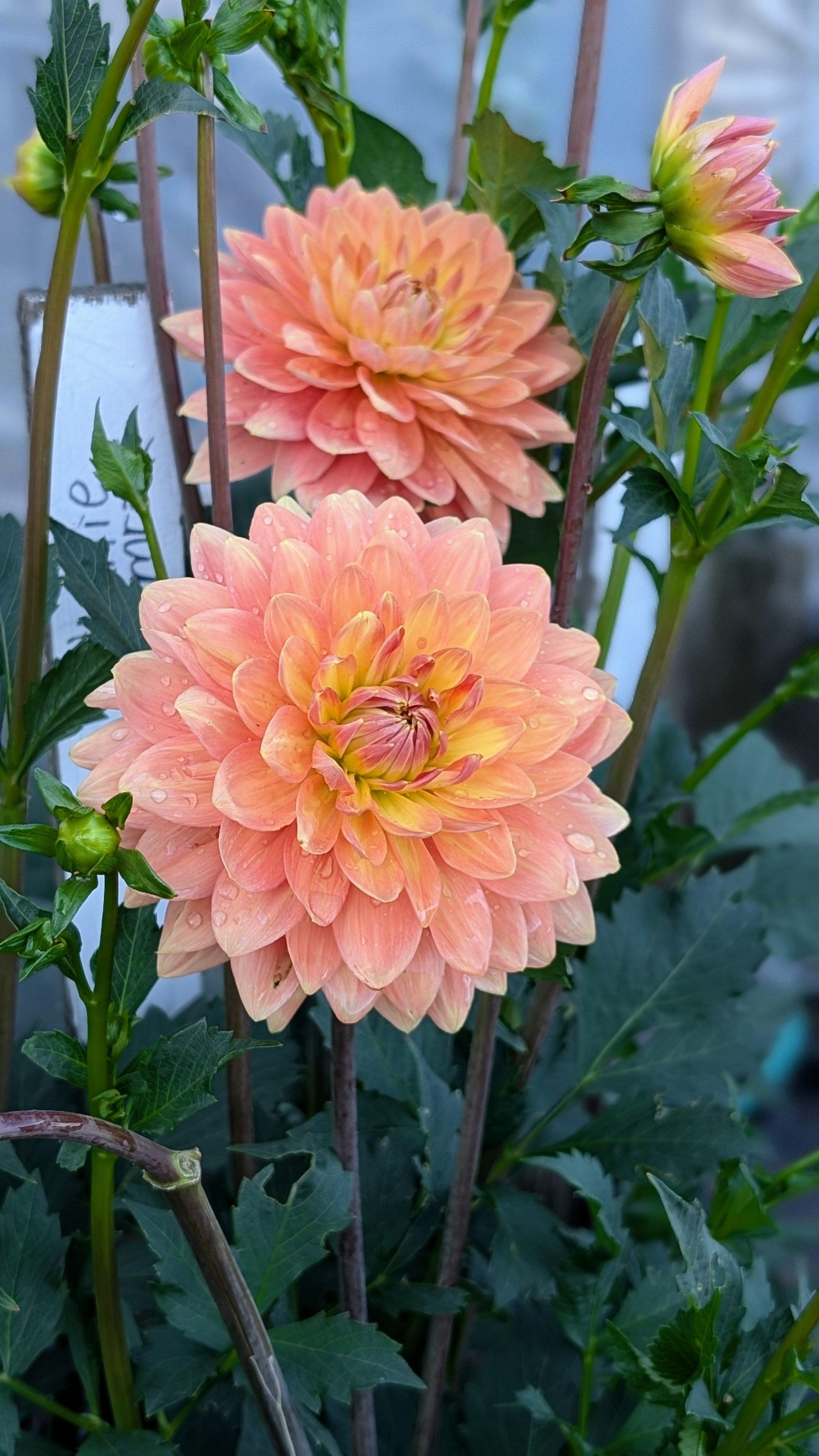Charlie Dimmock