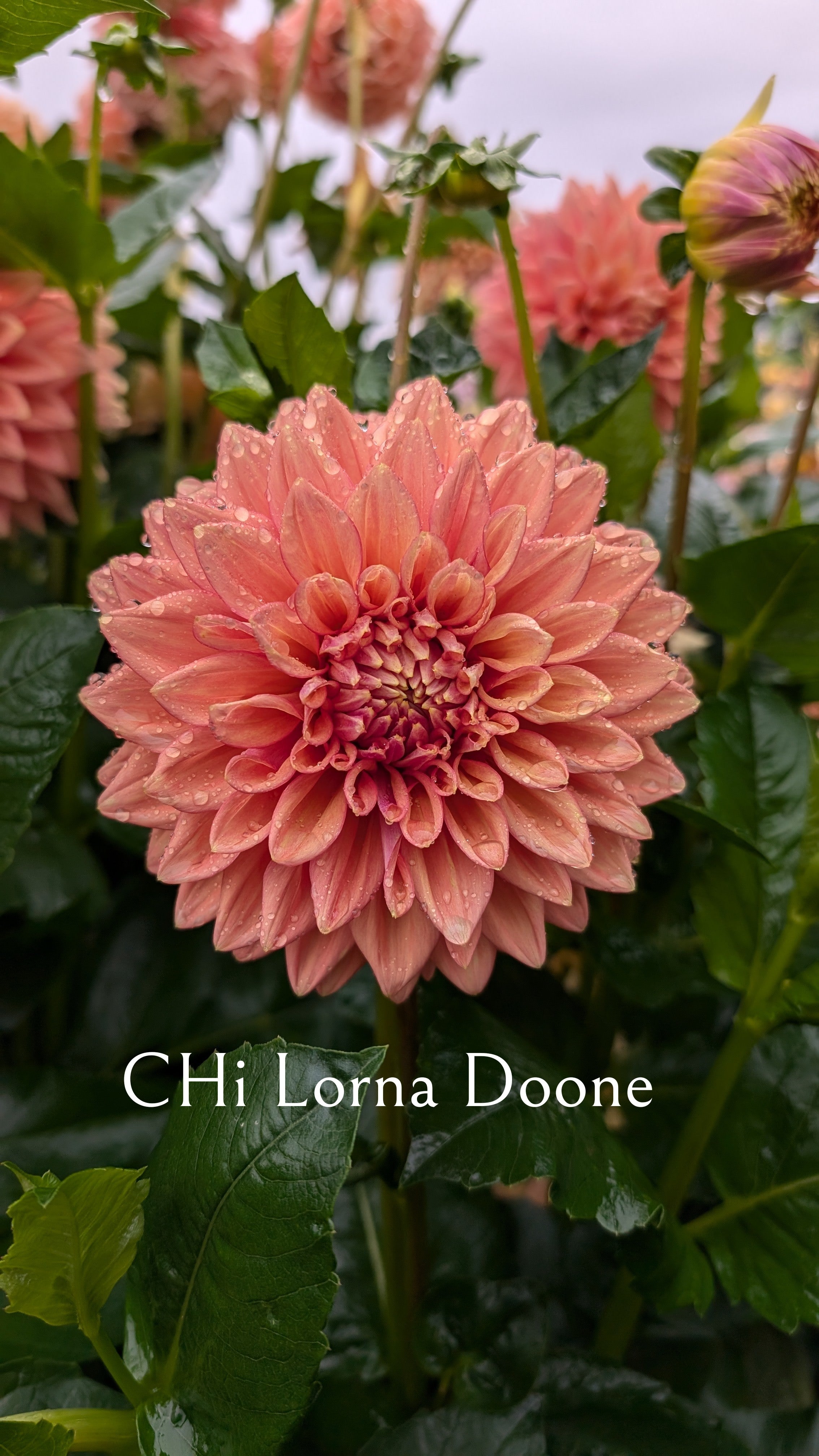 CHi Lorna Doone
