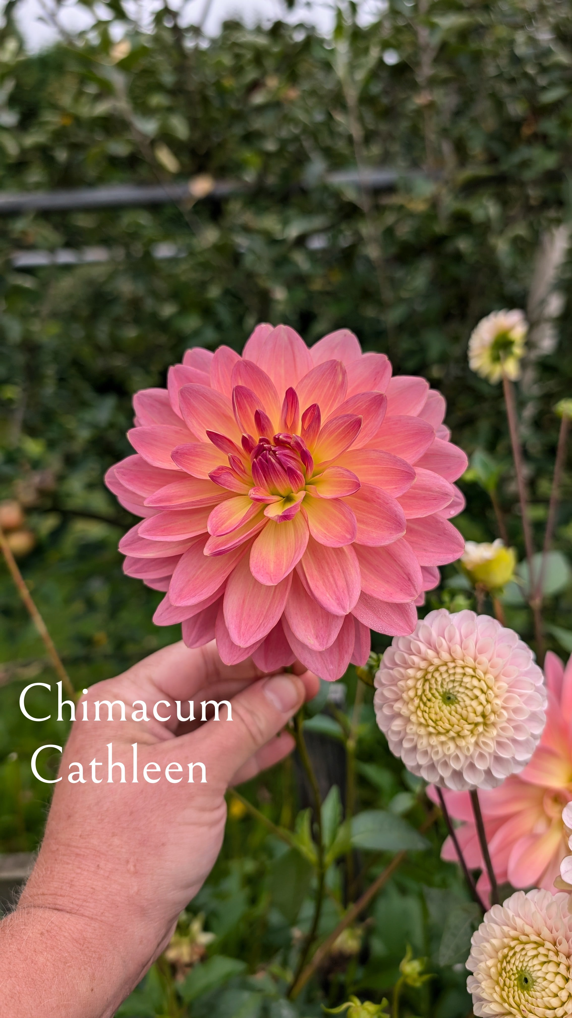 Chimacum Cathleen