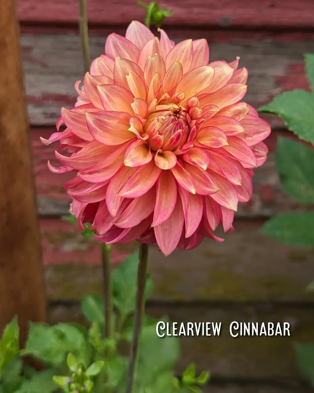Clearview Cinnabar