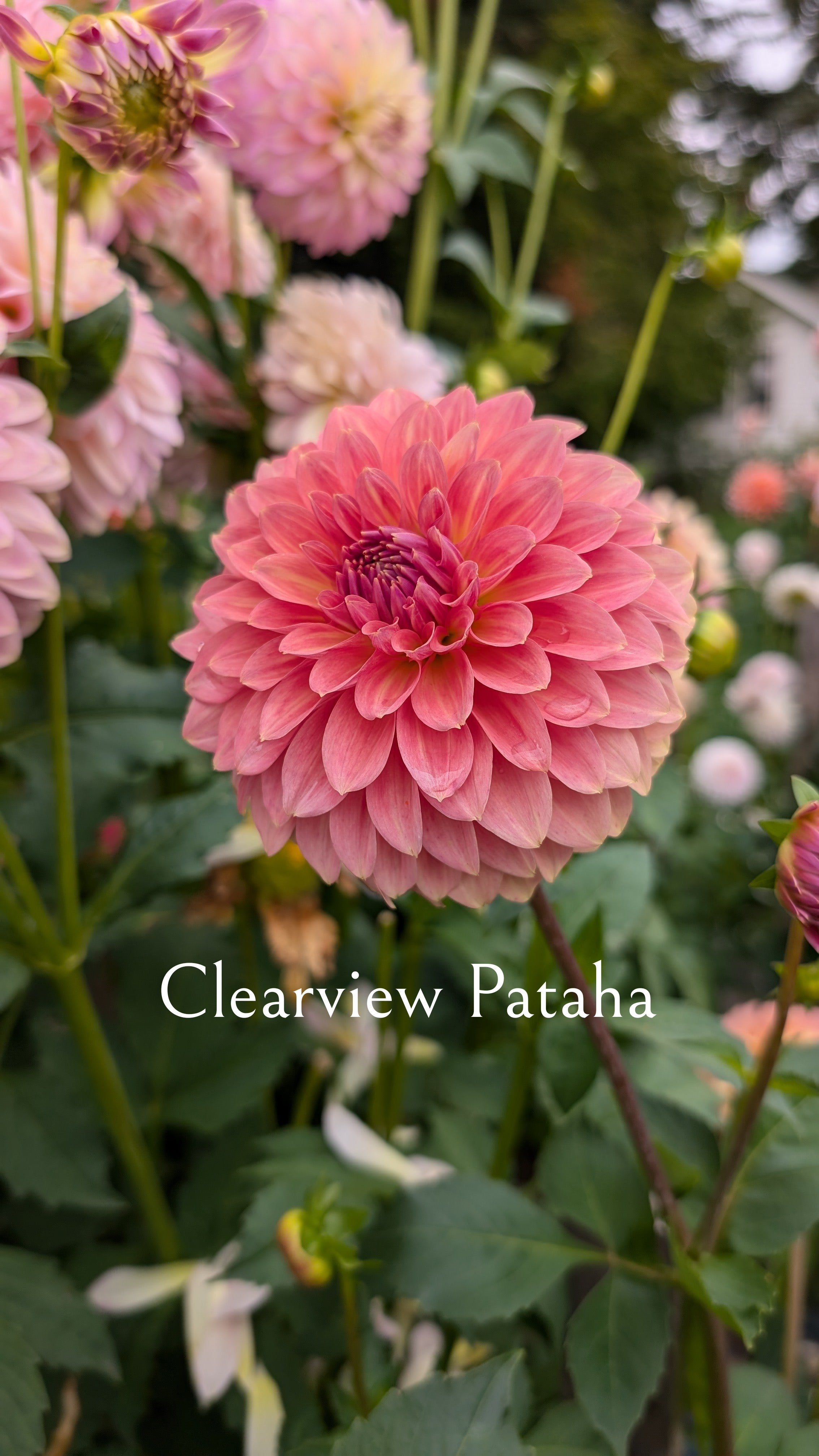 Clearview Pataha