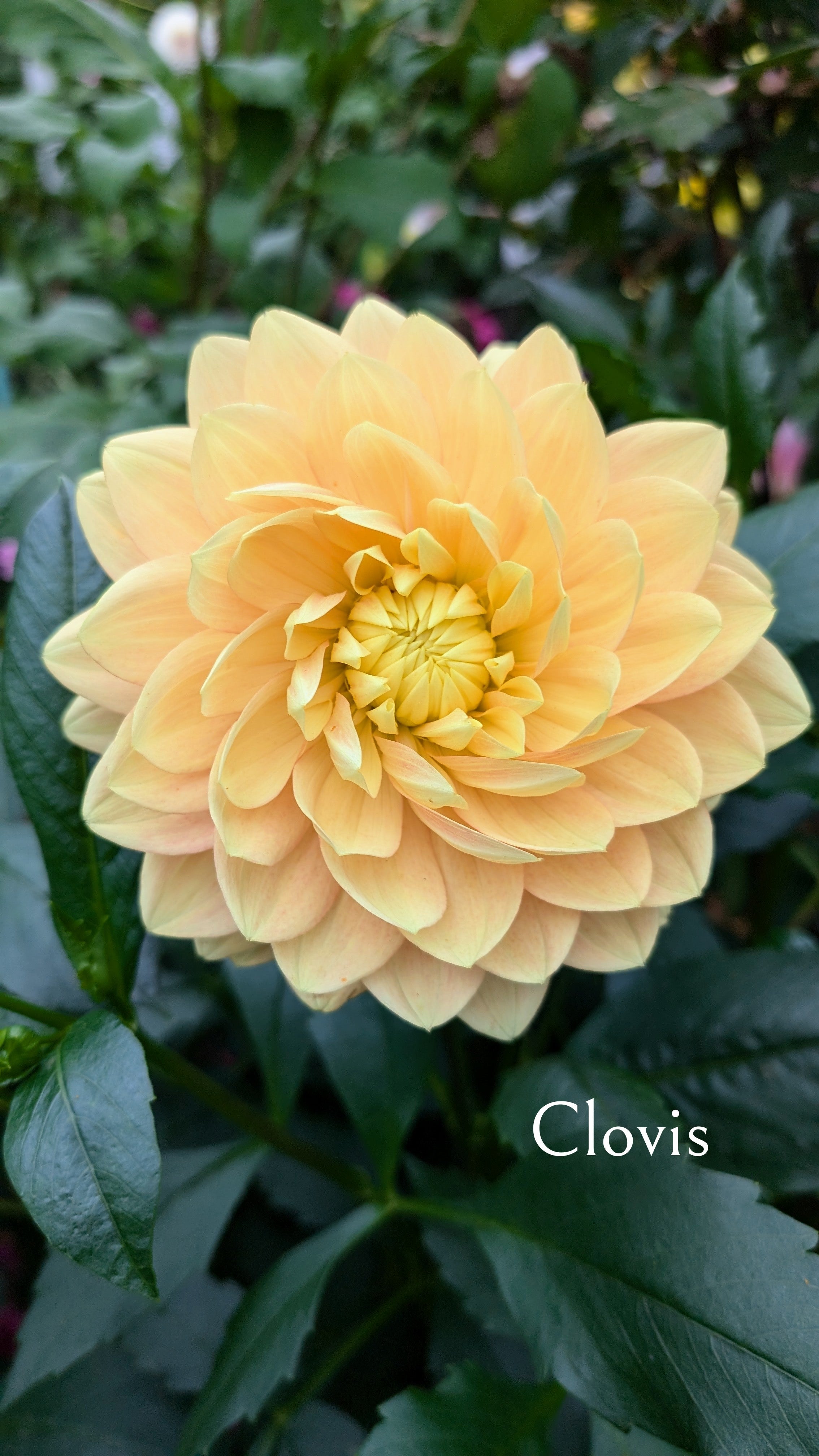 Clovis