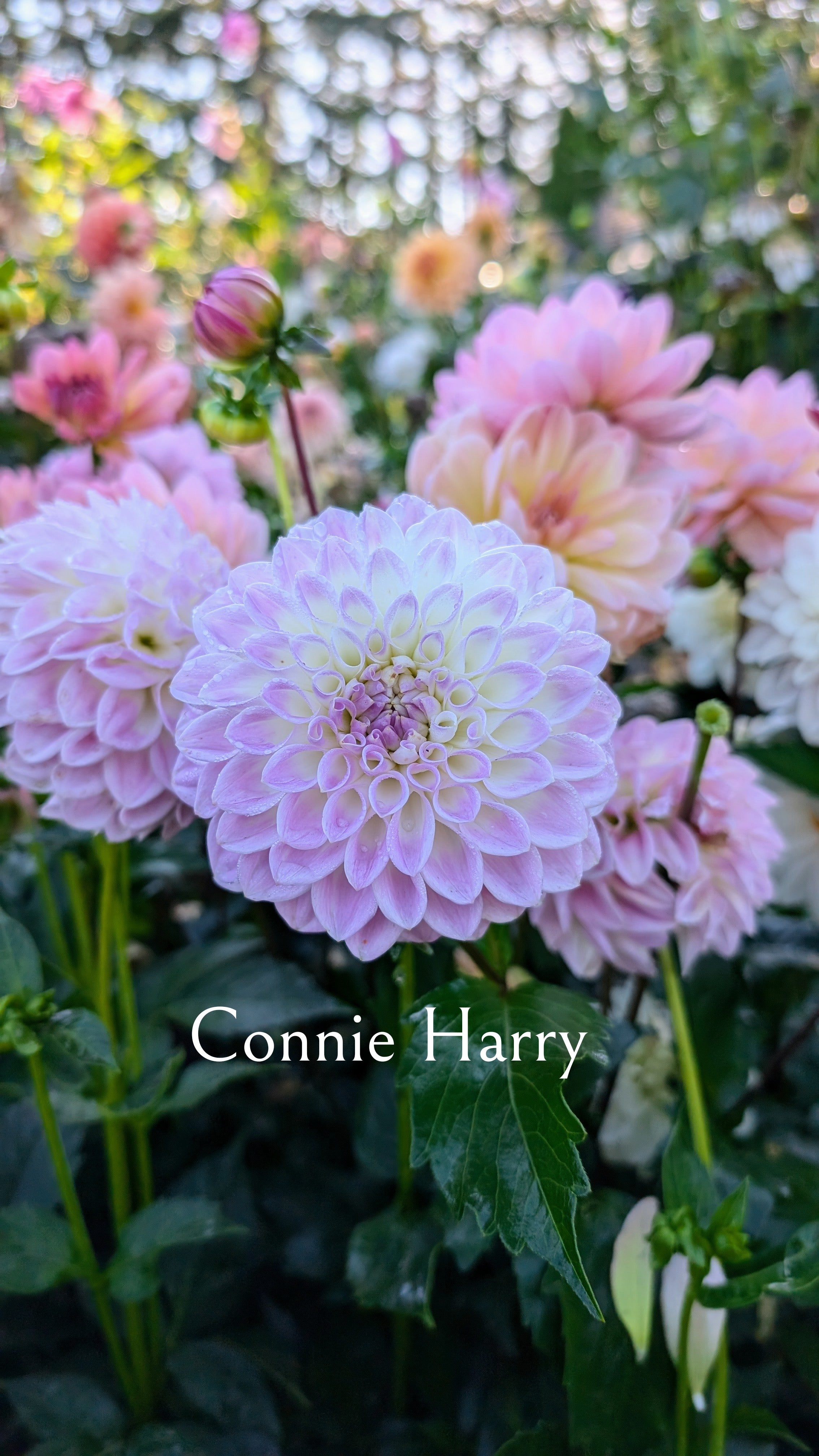 Connie Harry