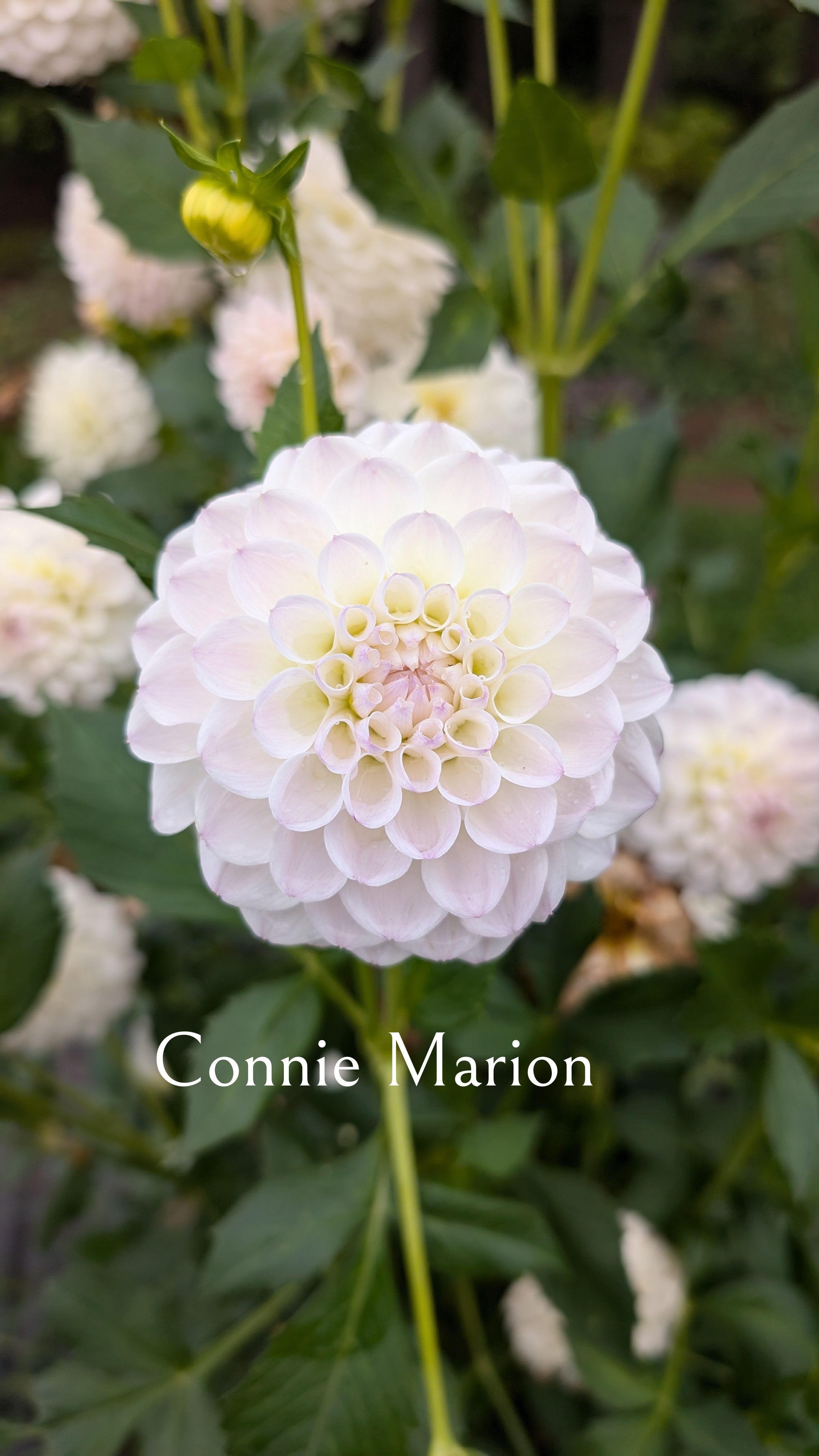Connie Marion
