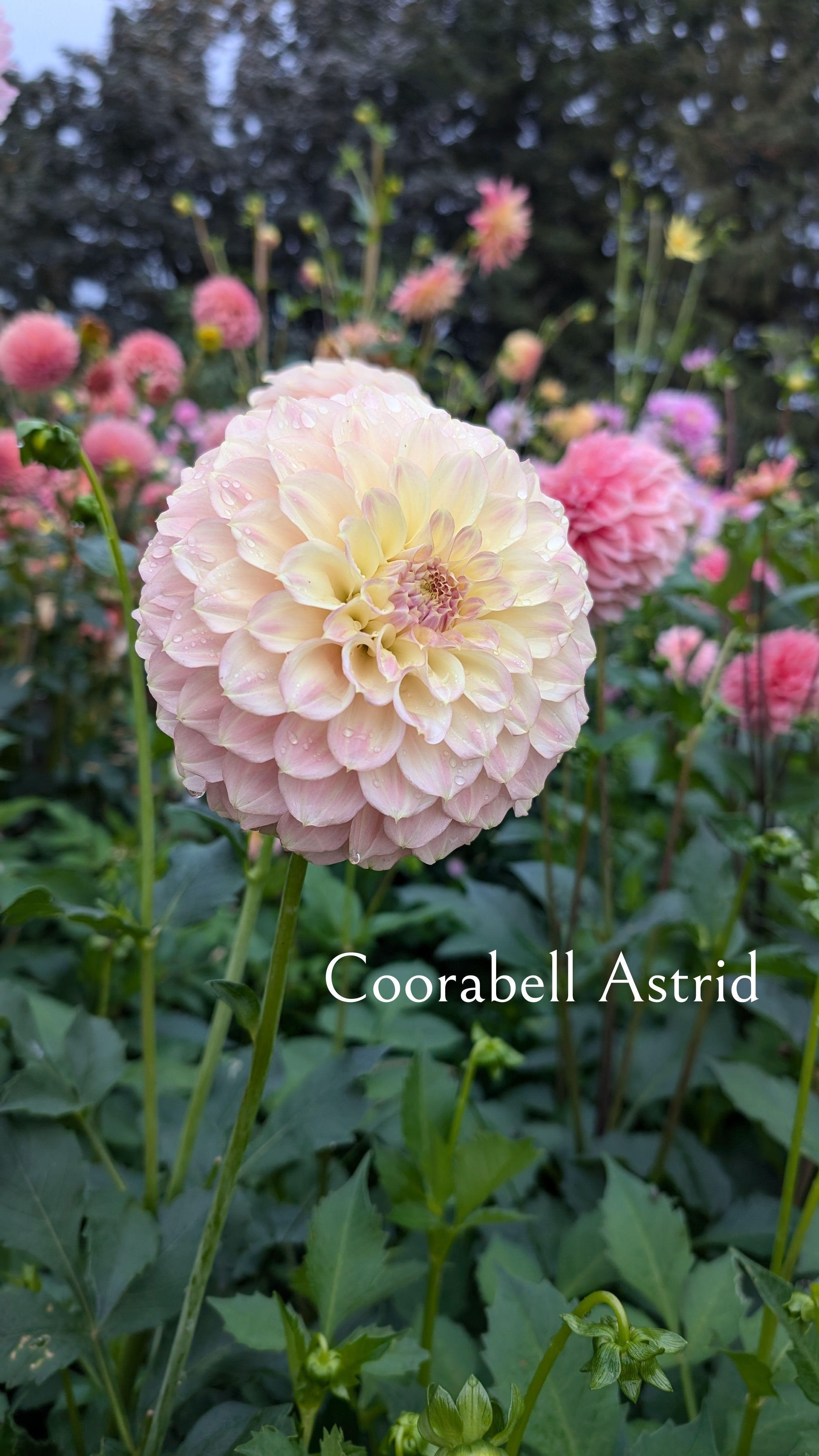 Coorabell Astrid