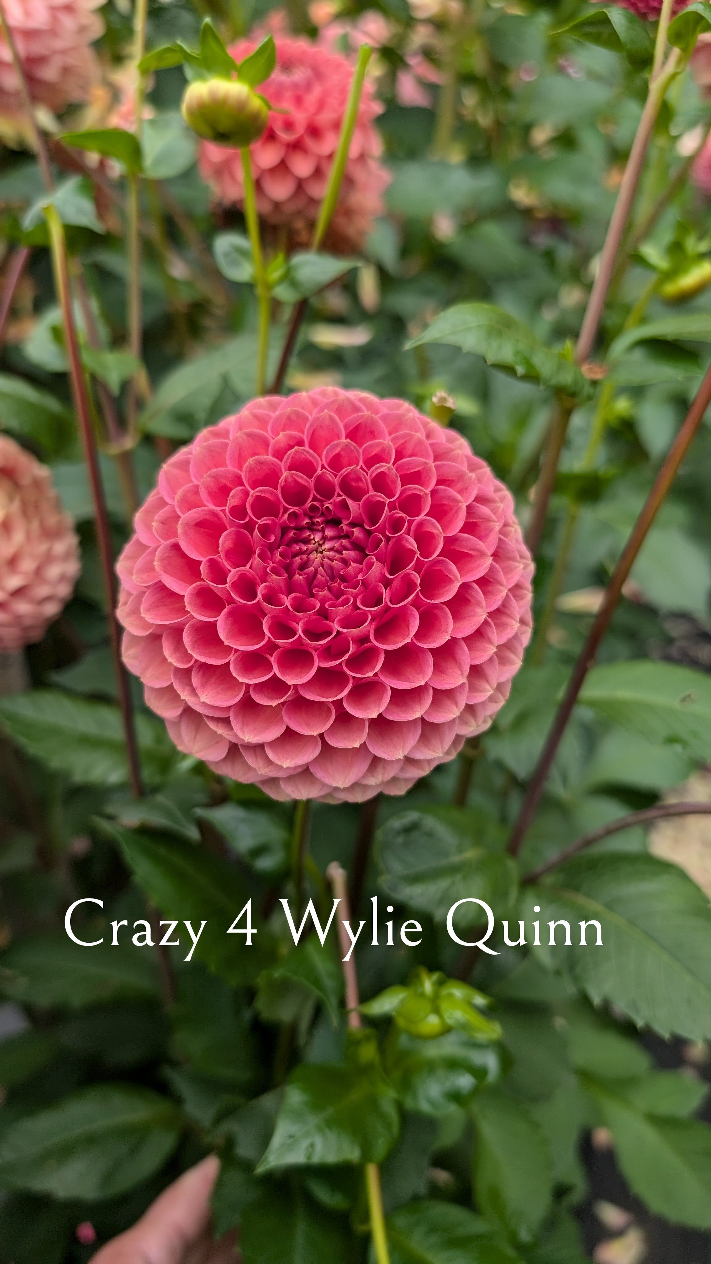 Crazy 4 Wylie Quinn