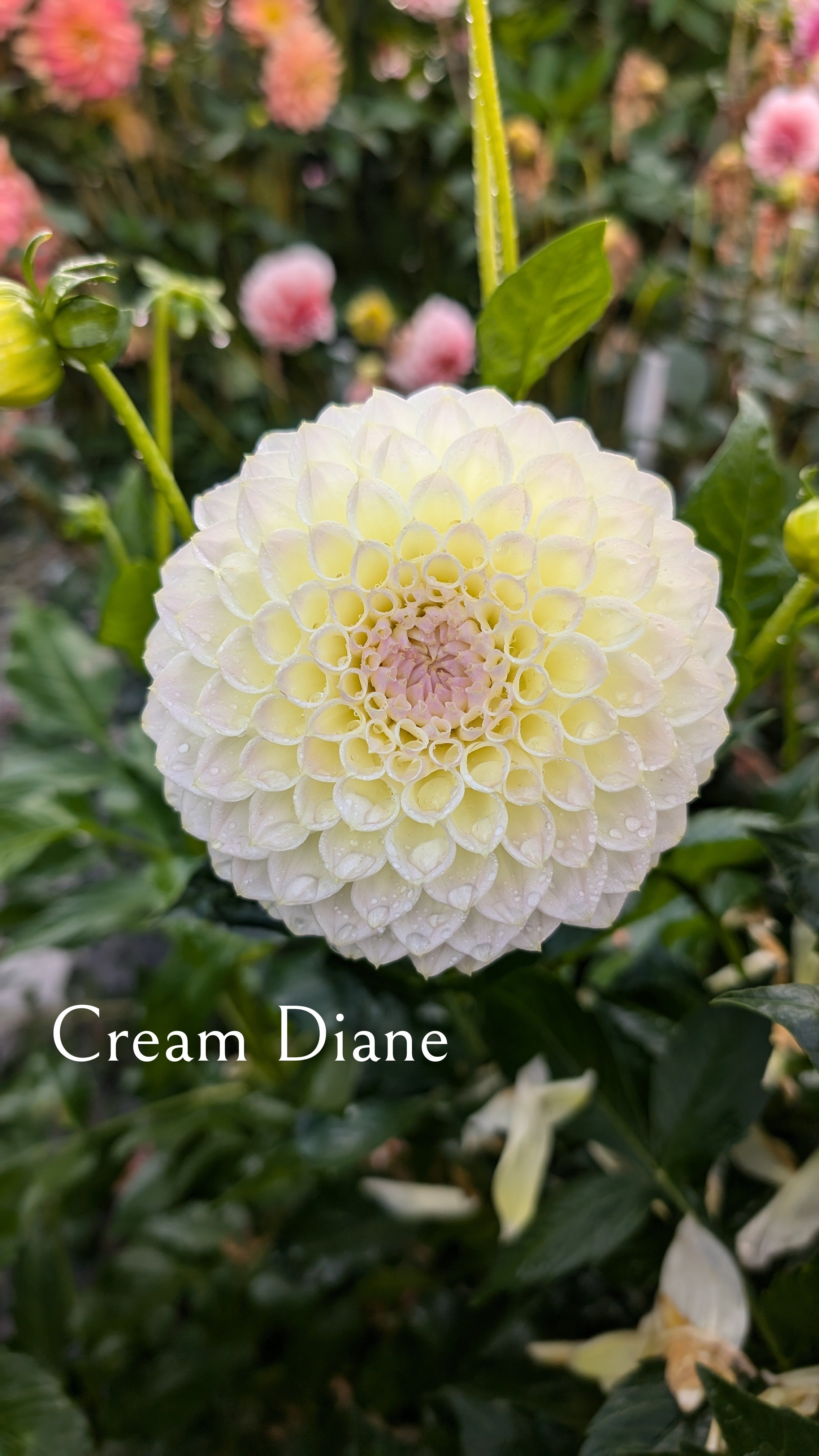 Cream Diane