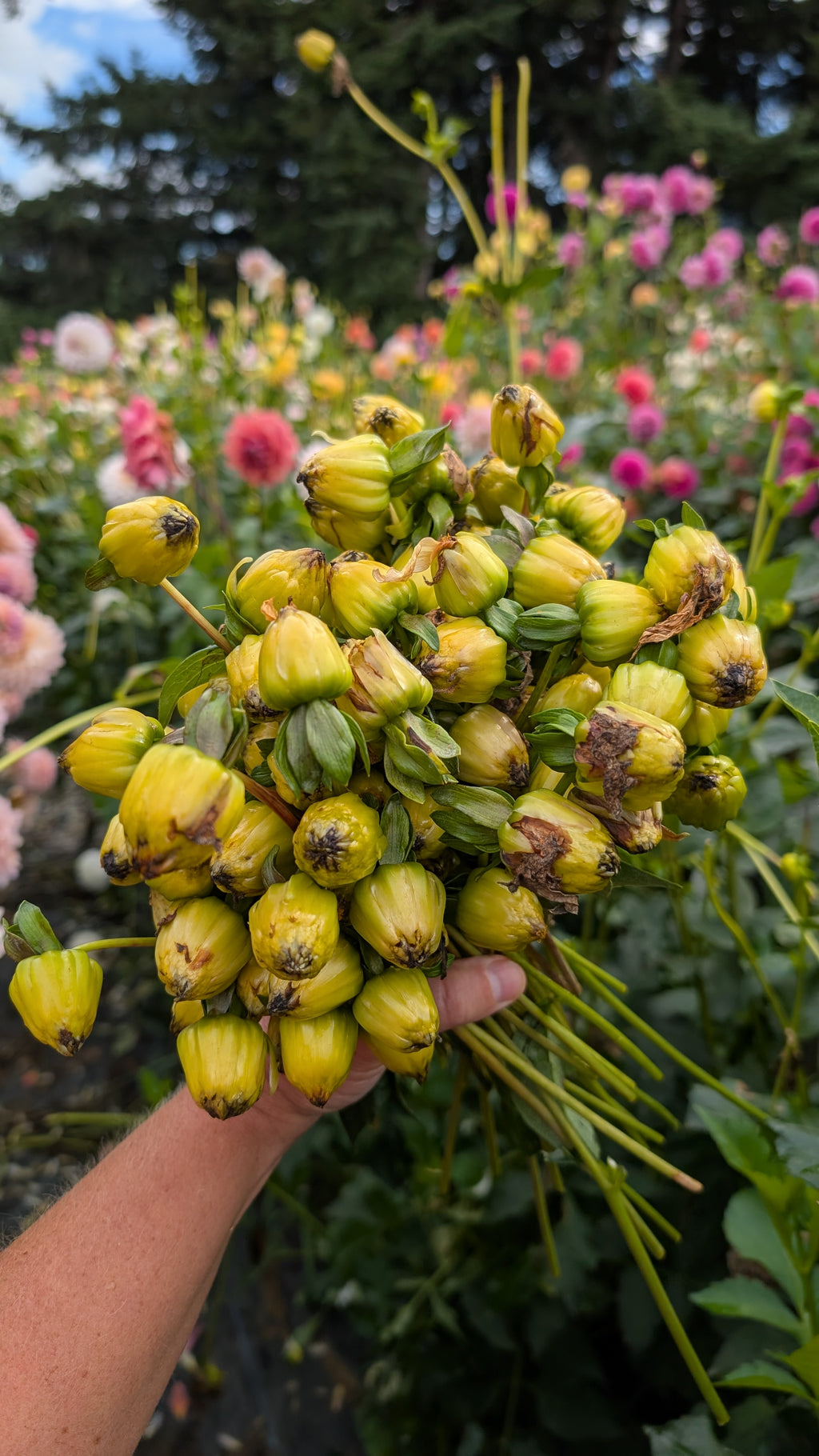 Mixed Dahlia Seeds