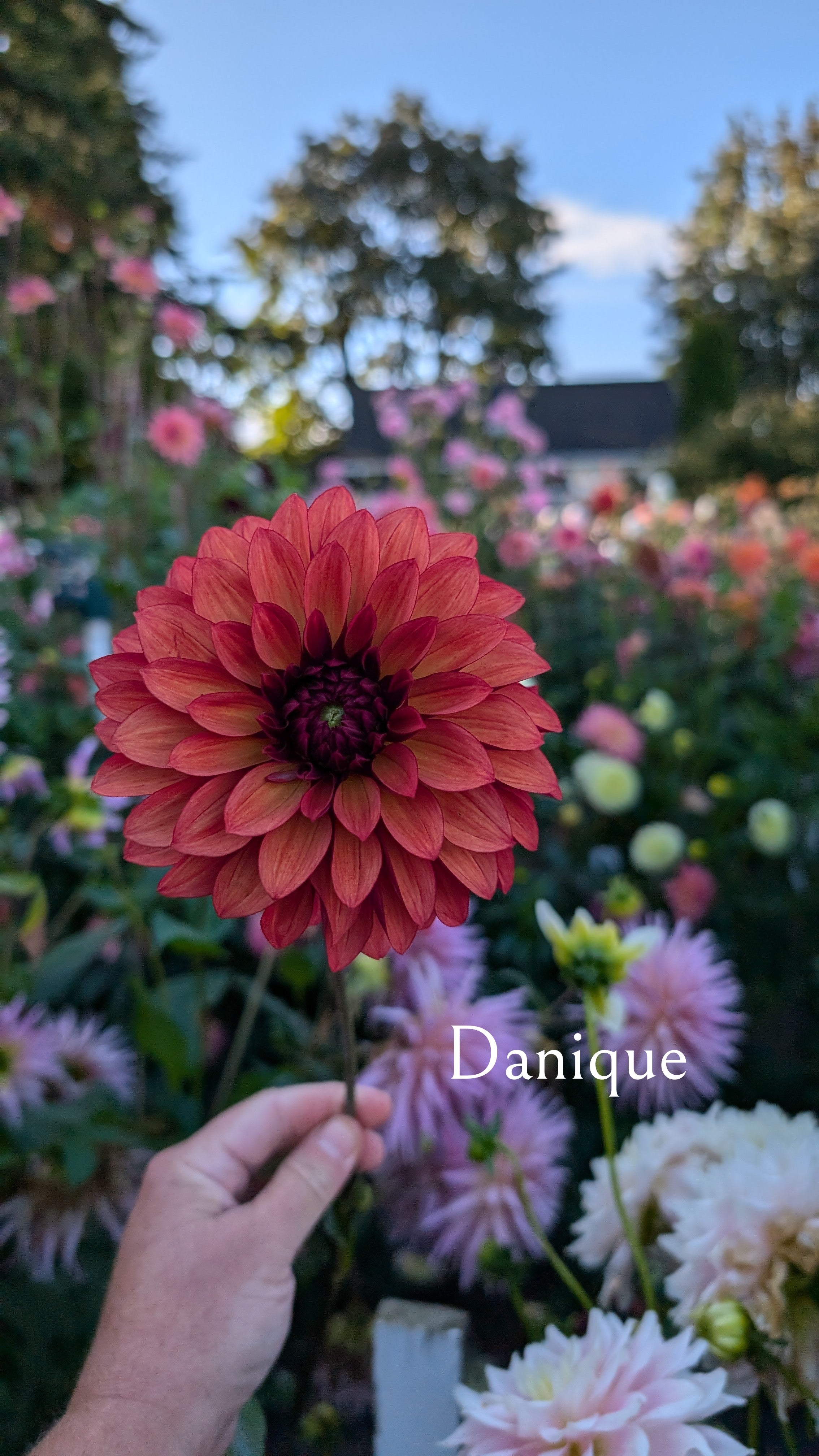 Danique